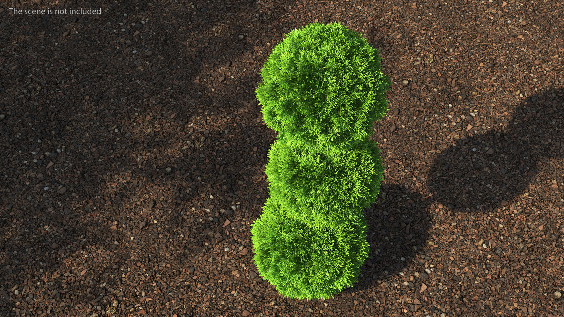 Platycladus Tree Trimmed 3D model