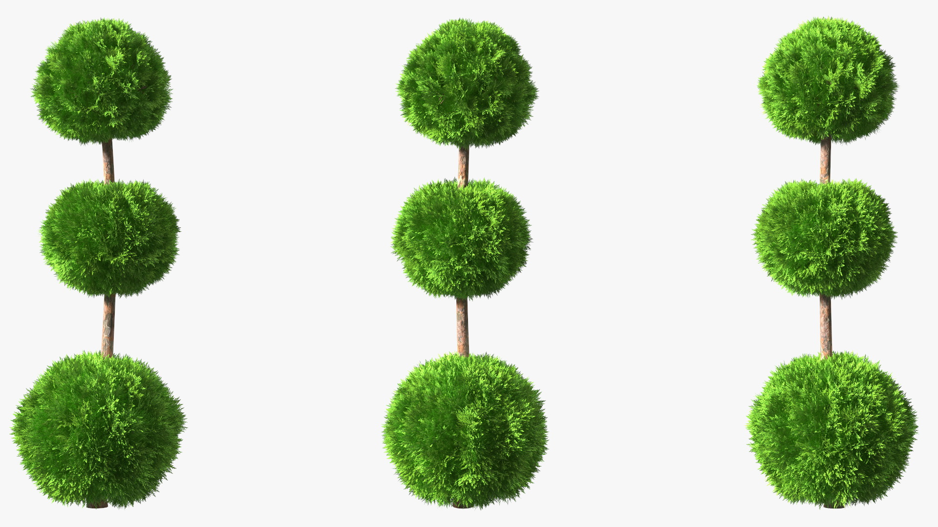 Platycladus Tree Trimmed 3D model