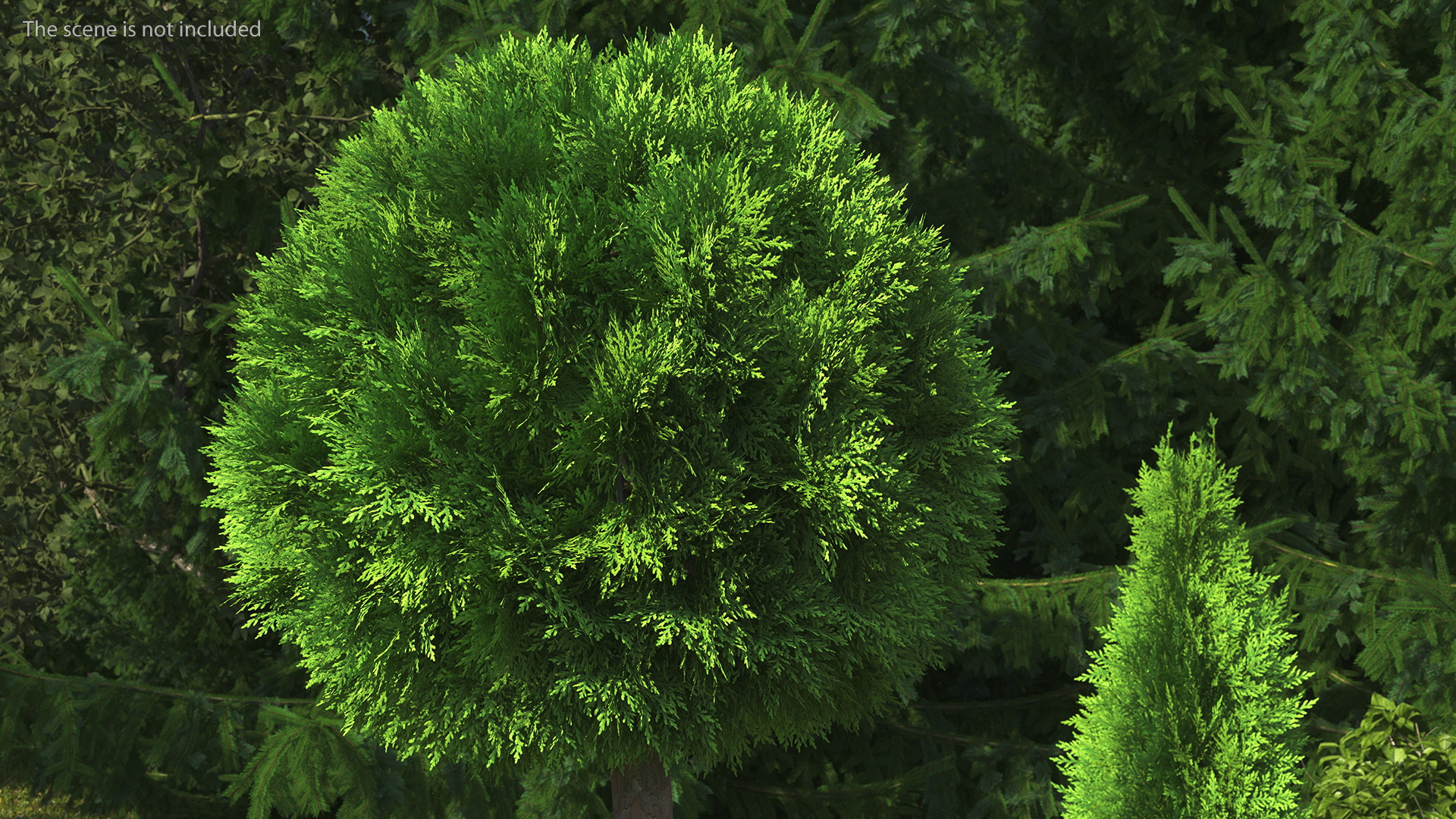 Platycladus Tree Trimmed 3D model