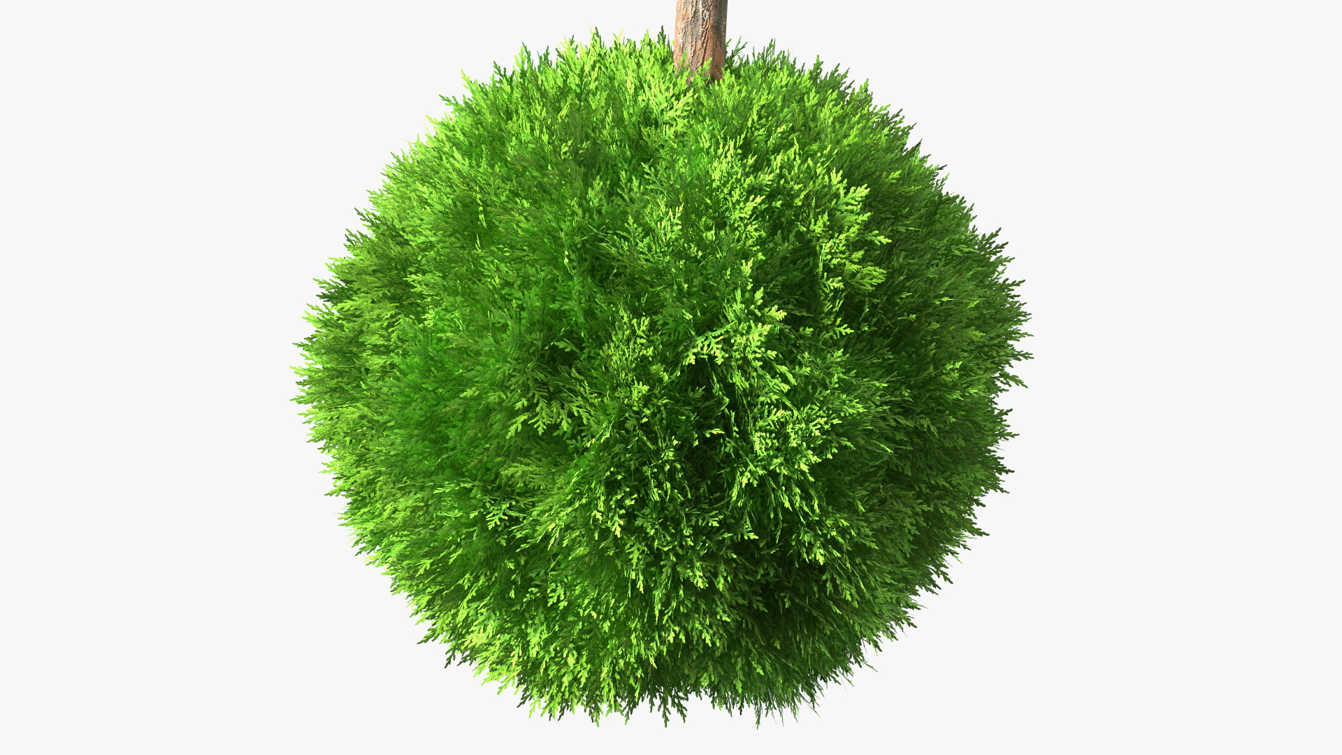 Platycladus Tree Trimmed 3D model