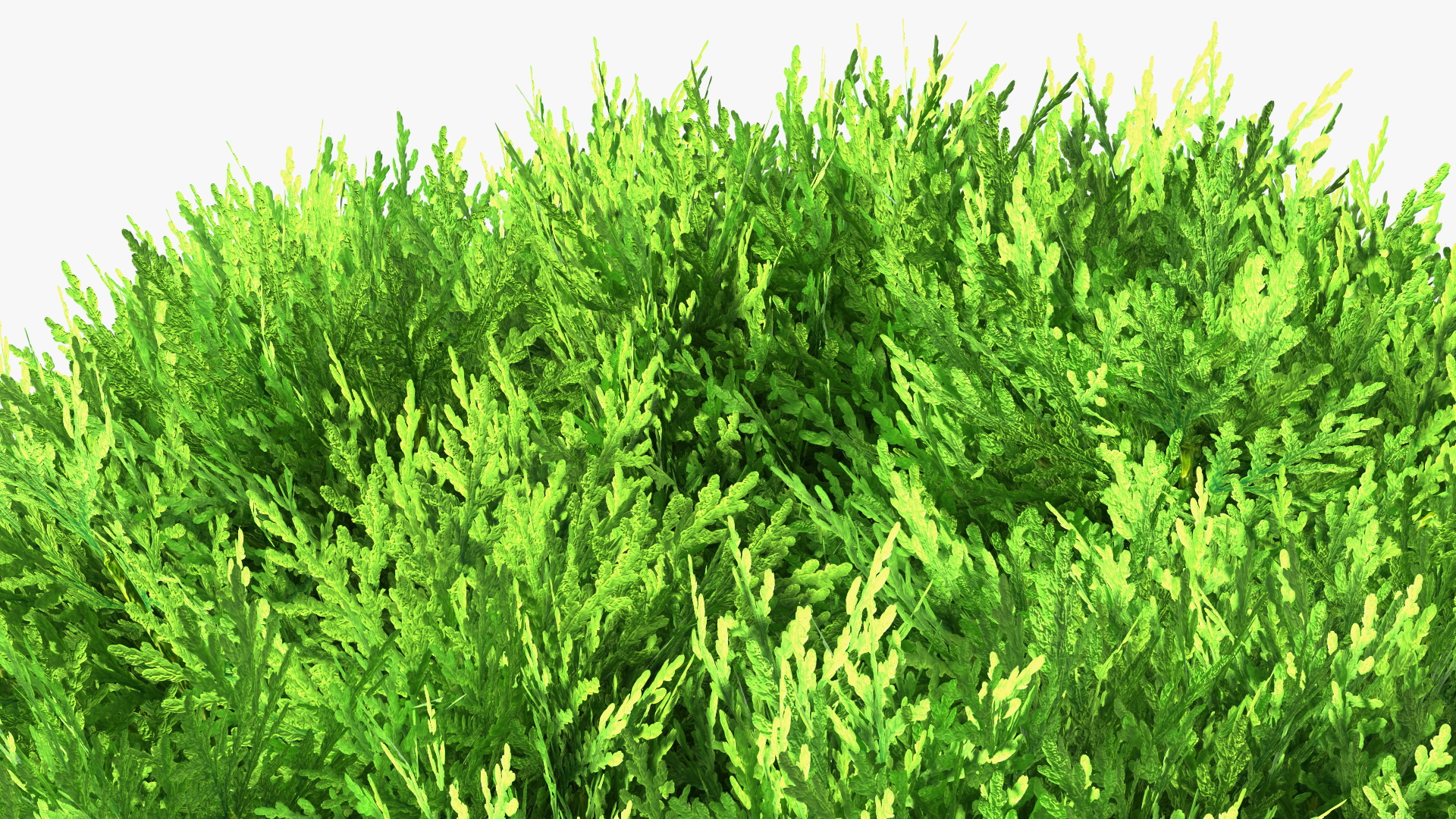 Platycladus Tree Trimmed 3D model