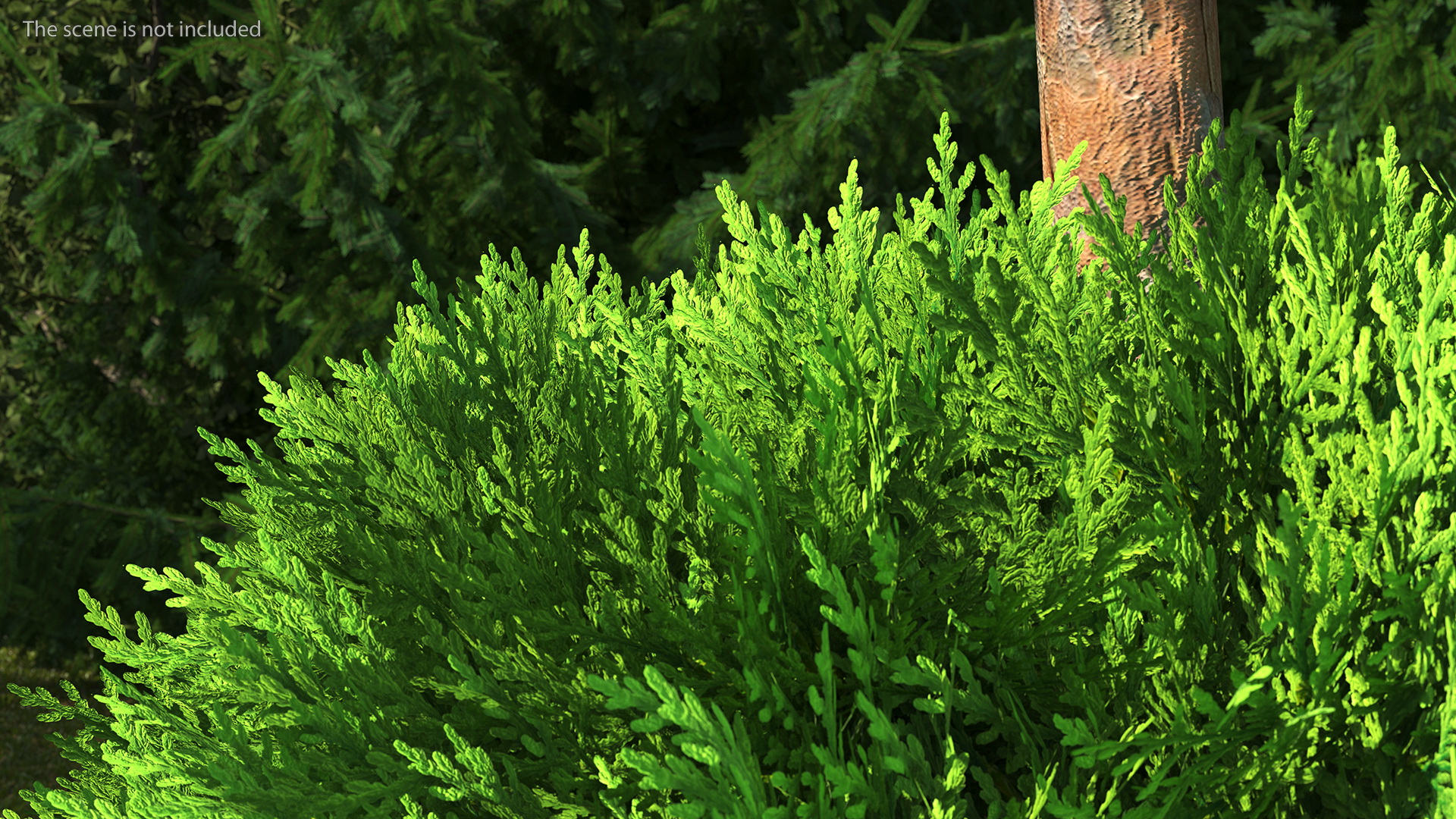 Platycladus Tree Trimmed 3D model