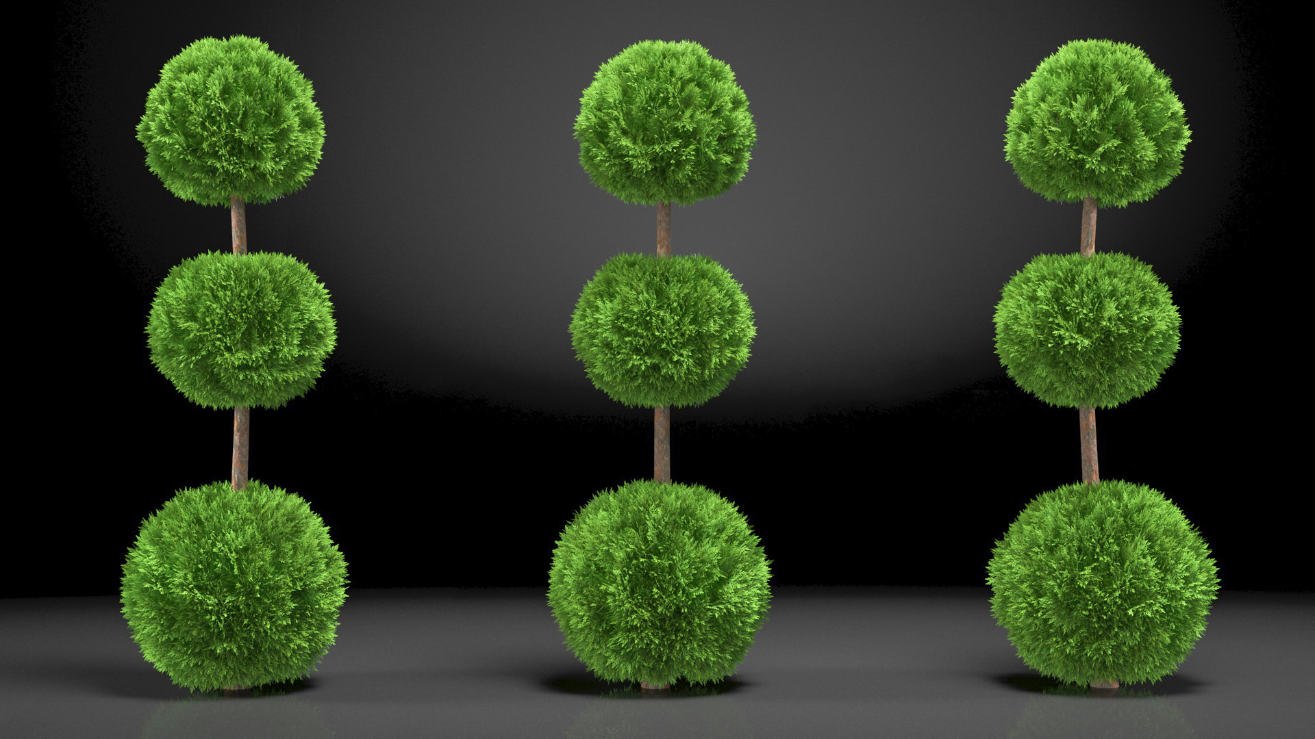 Platycladus Tree Trimmed 3D model