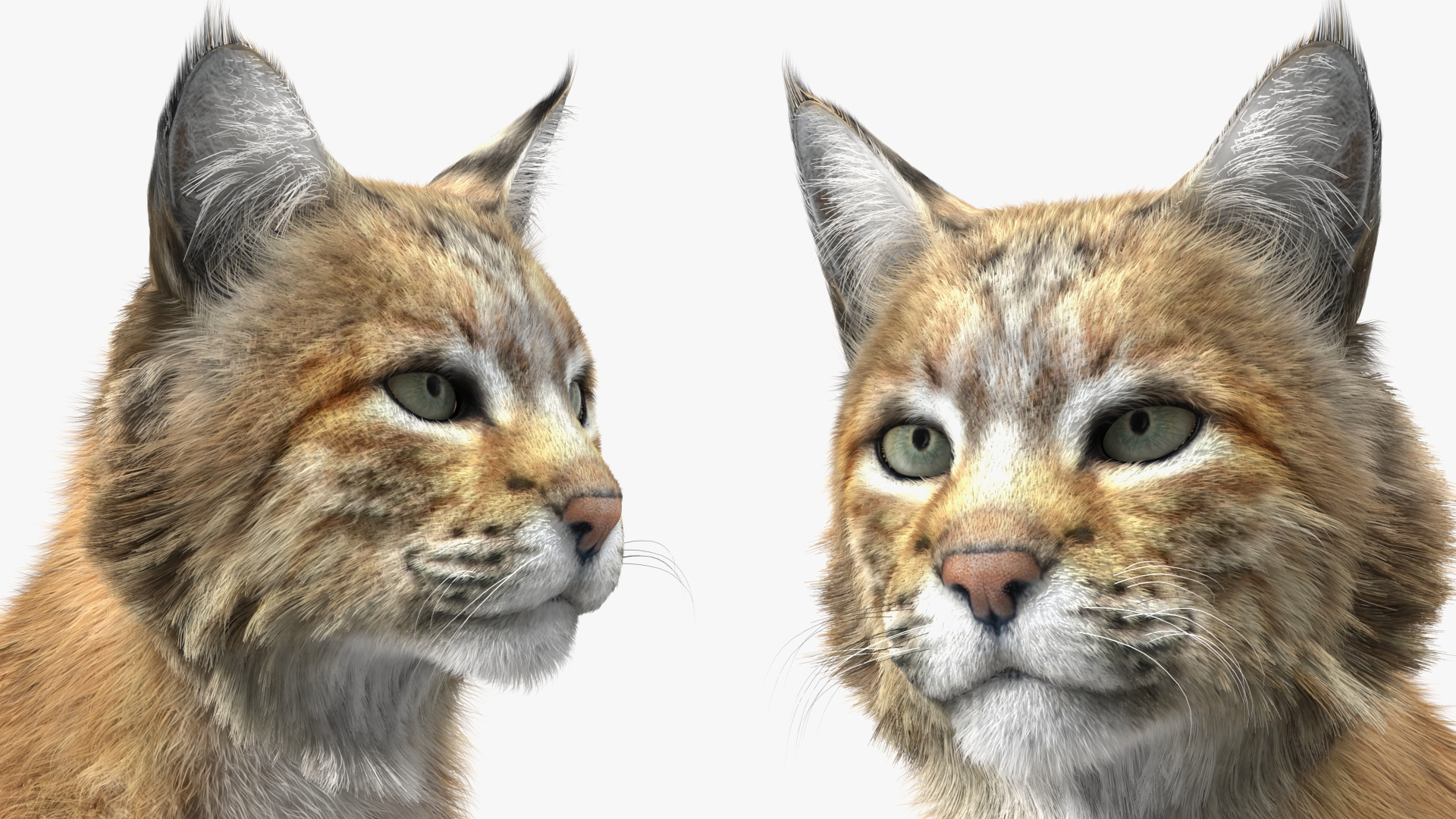 Lynx Rufus Sitting Fur 3D