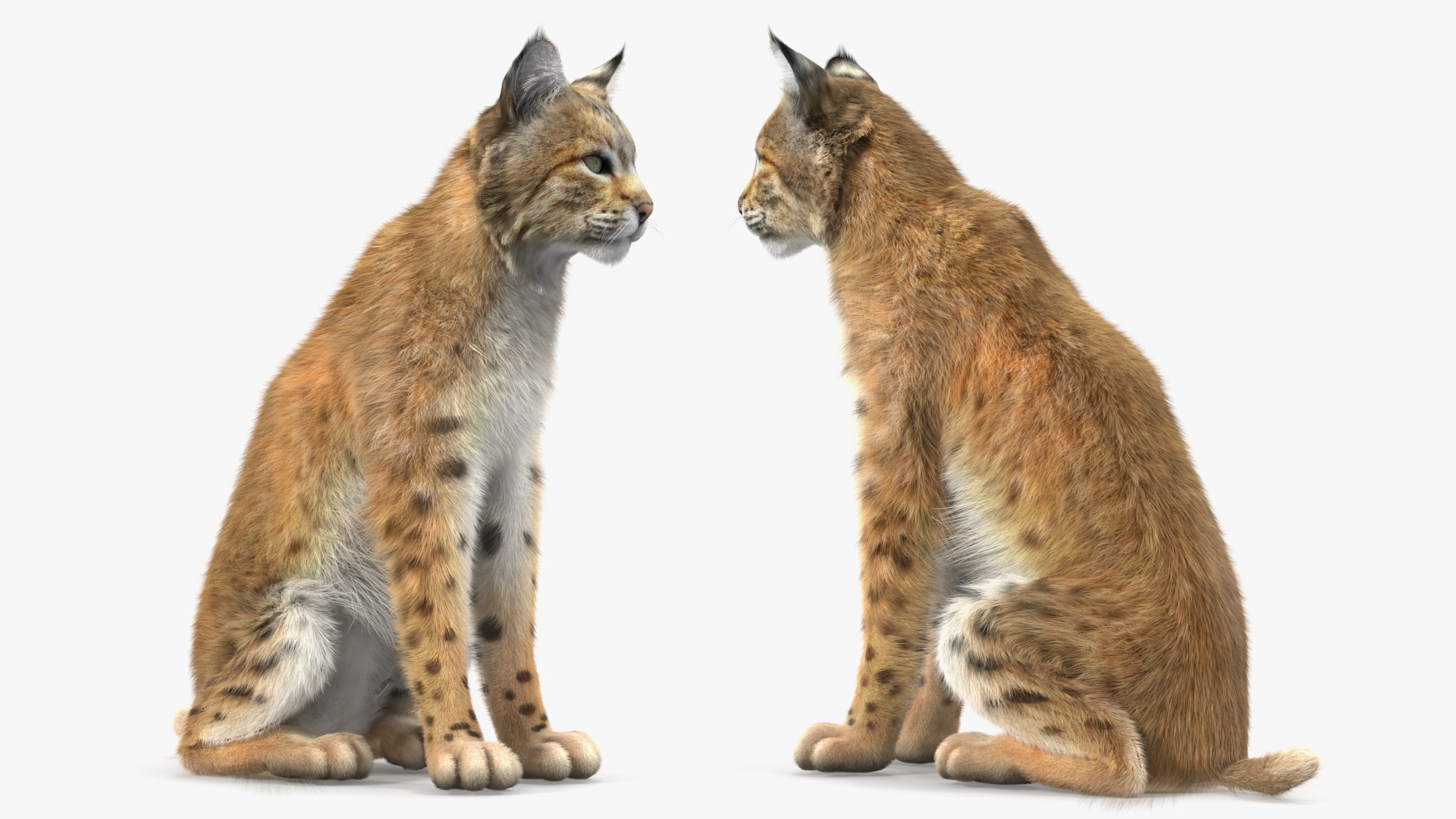 Lynx Rufus Sitting Fur 3D