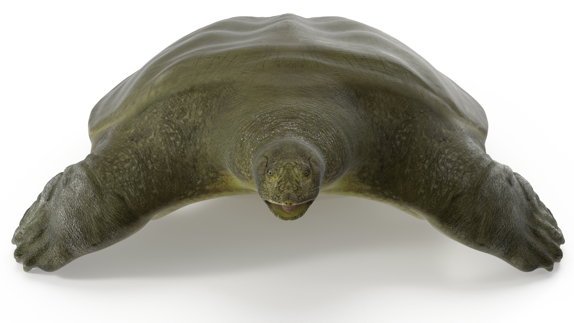 3D model Dark Green Pelochelys Cantorii
