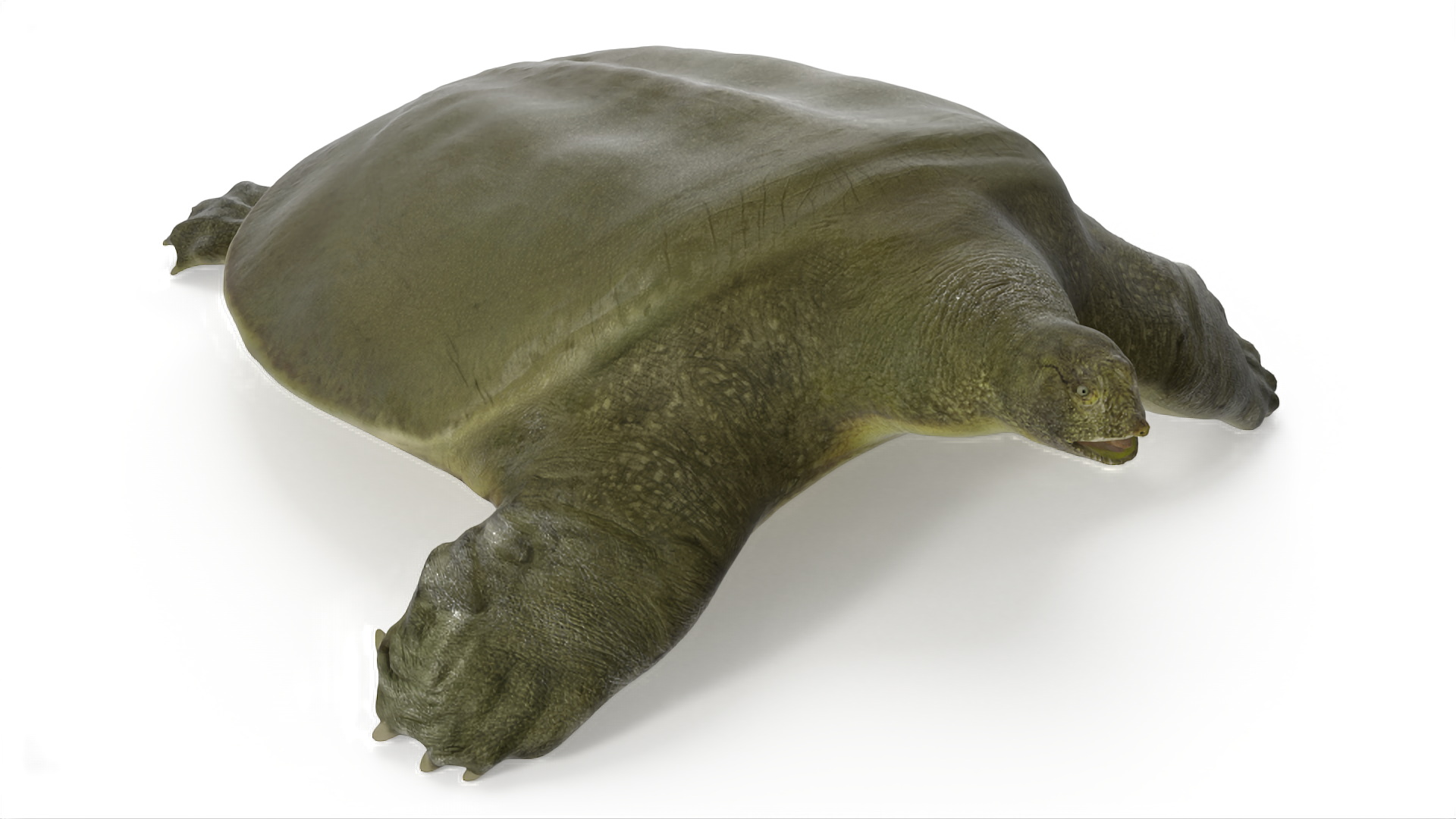 3D model Dark Green Pelochelys Cantorii
