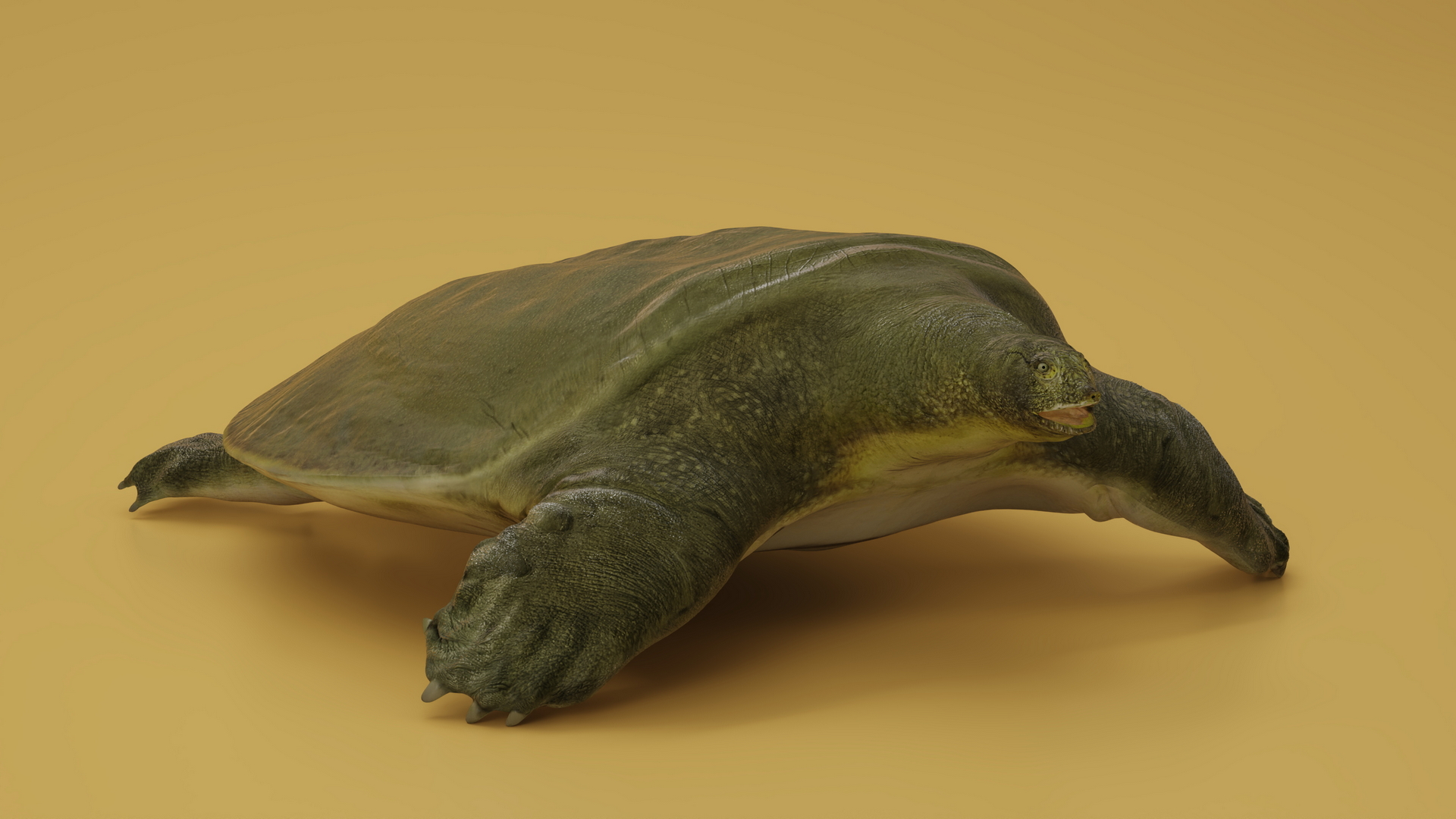 3D model Dark Green Pelochelys Cantorii