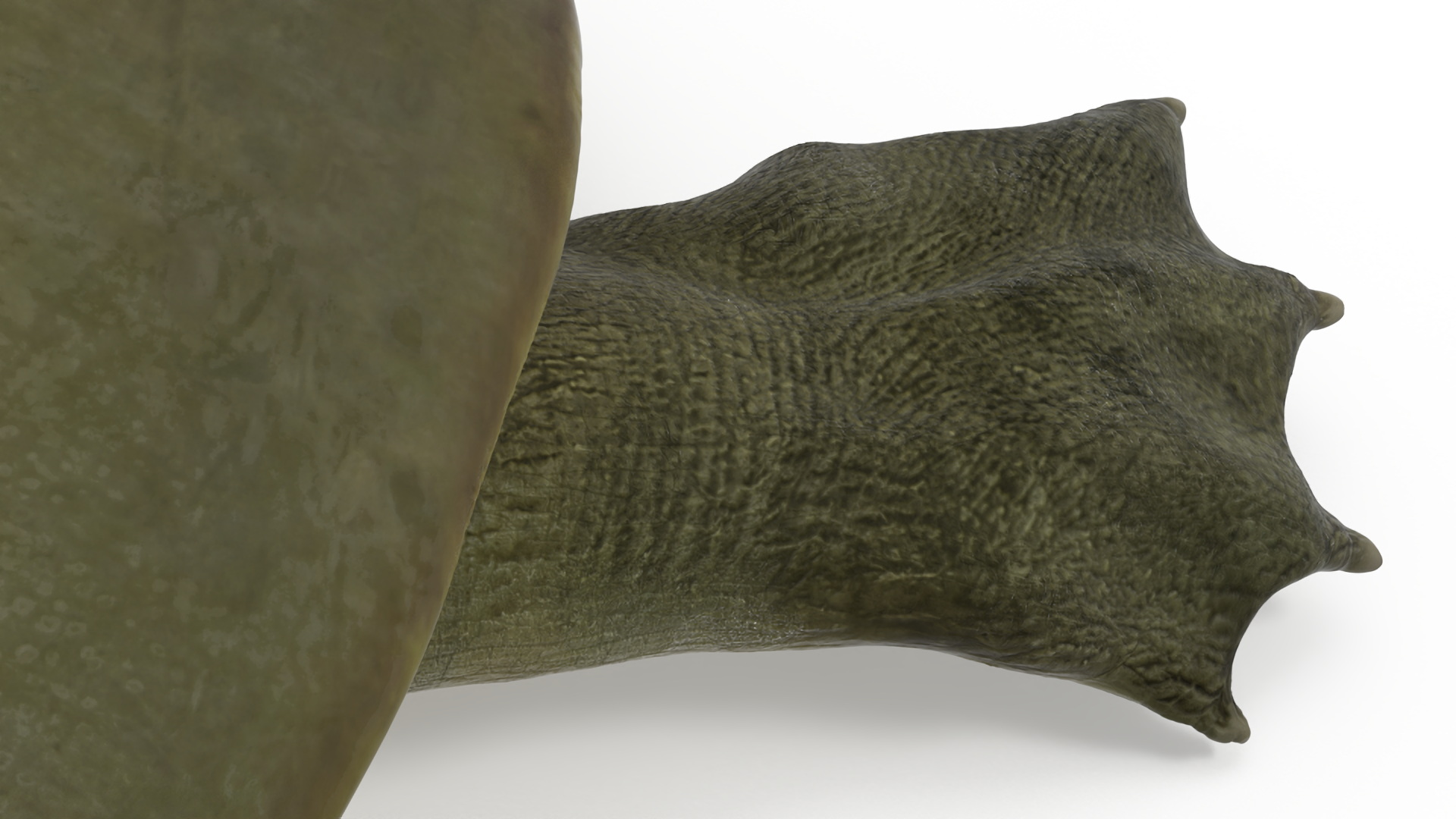 3D model Dark Green Pelochelys Cantorii
