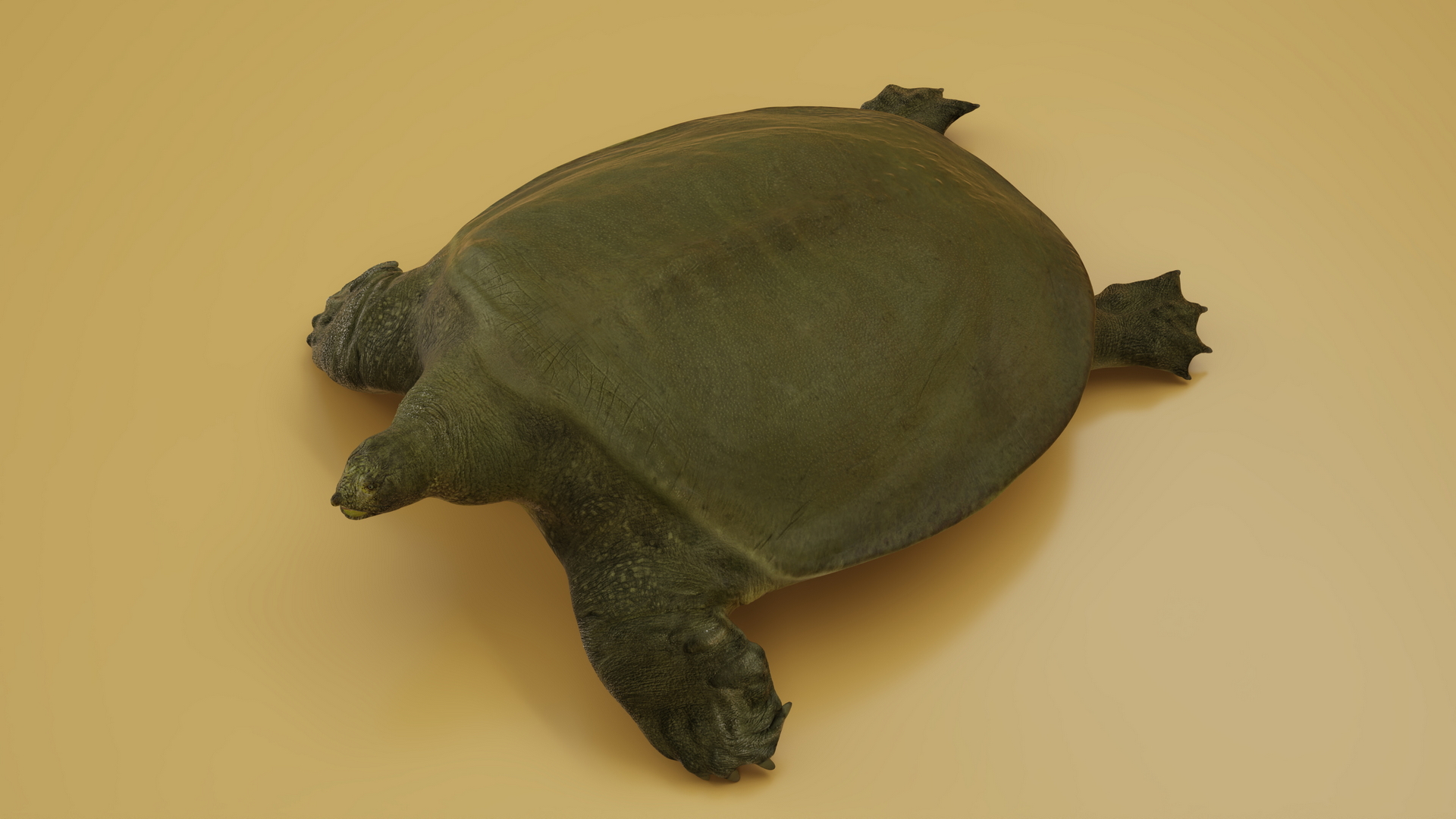 3D model Dark Green Pelochelys Cantorii