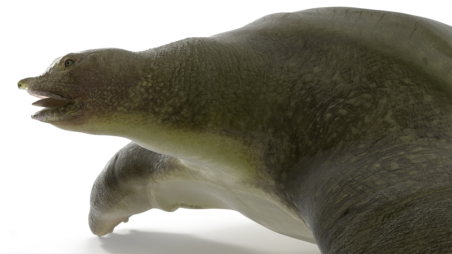 3D model Dark Green Pelochelys Cantorii