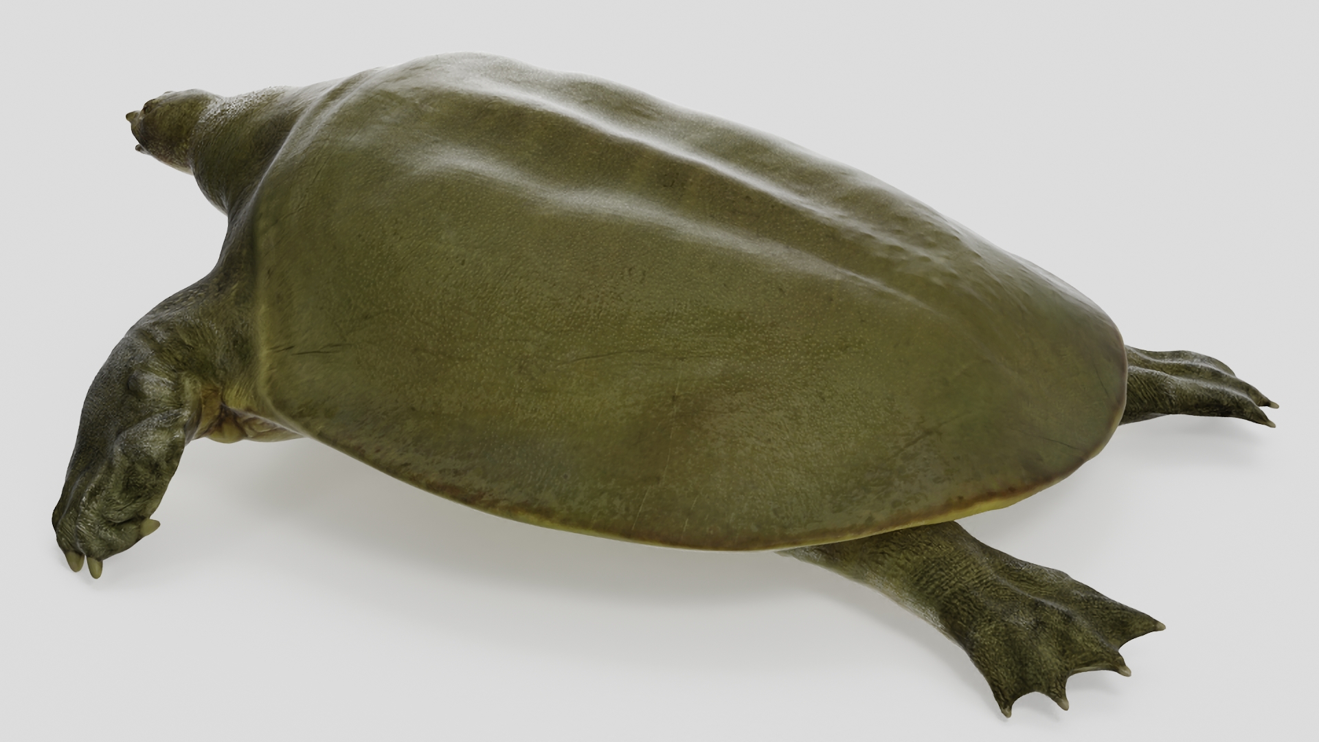 3D model Dark Green Pelochelys Cantorii