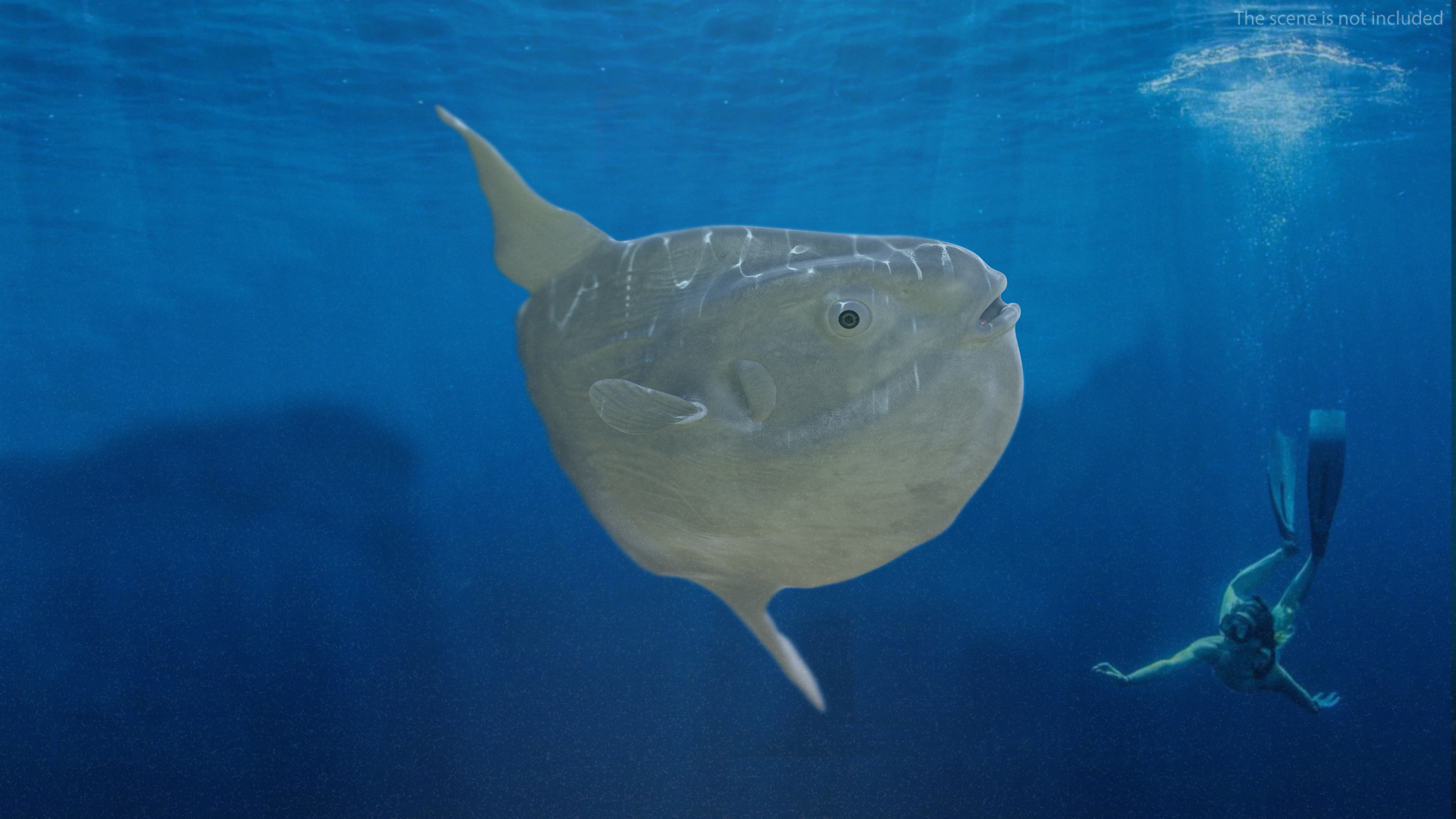 Ocean Sunfish Common Mola Rigged 3D