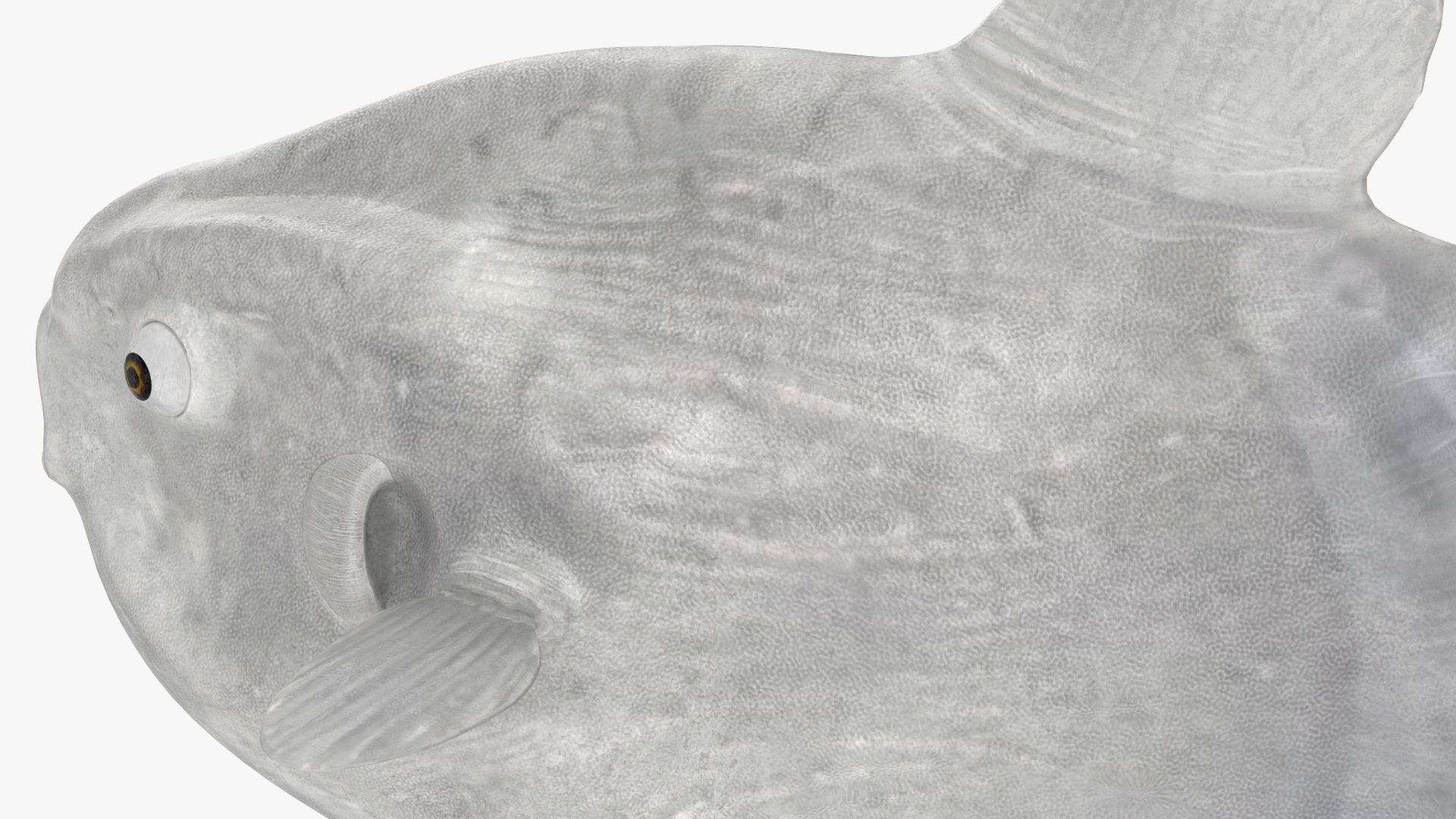 Ocean Sunfish Common Mola Rigged 3D