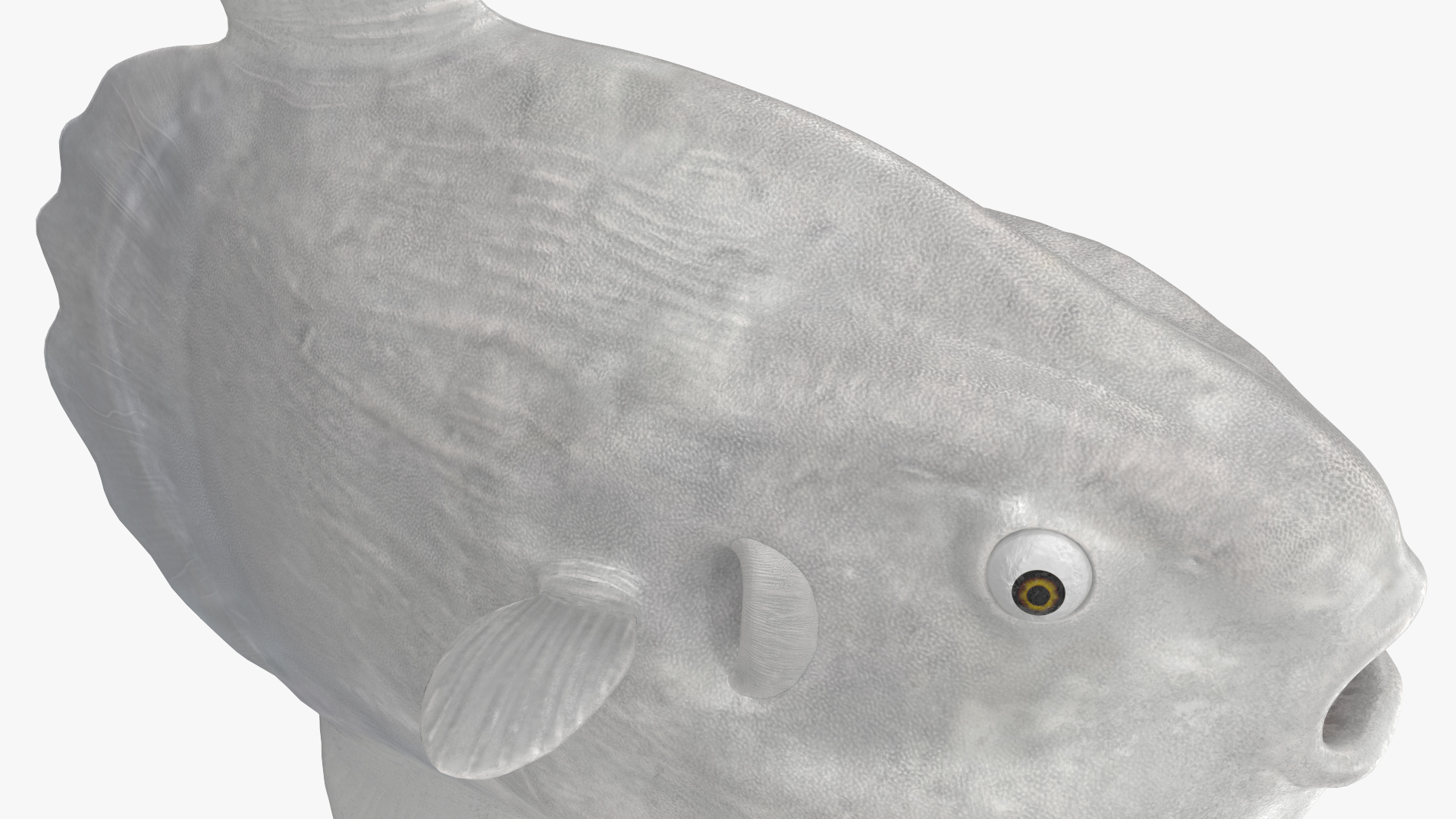 Ocean Sunfish Common Mola Rigged 3D