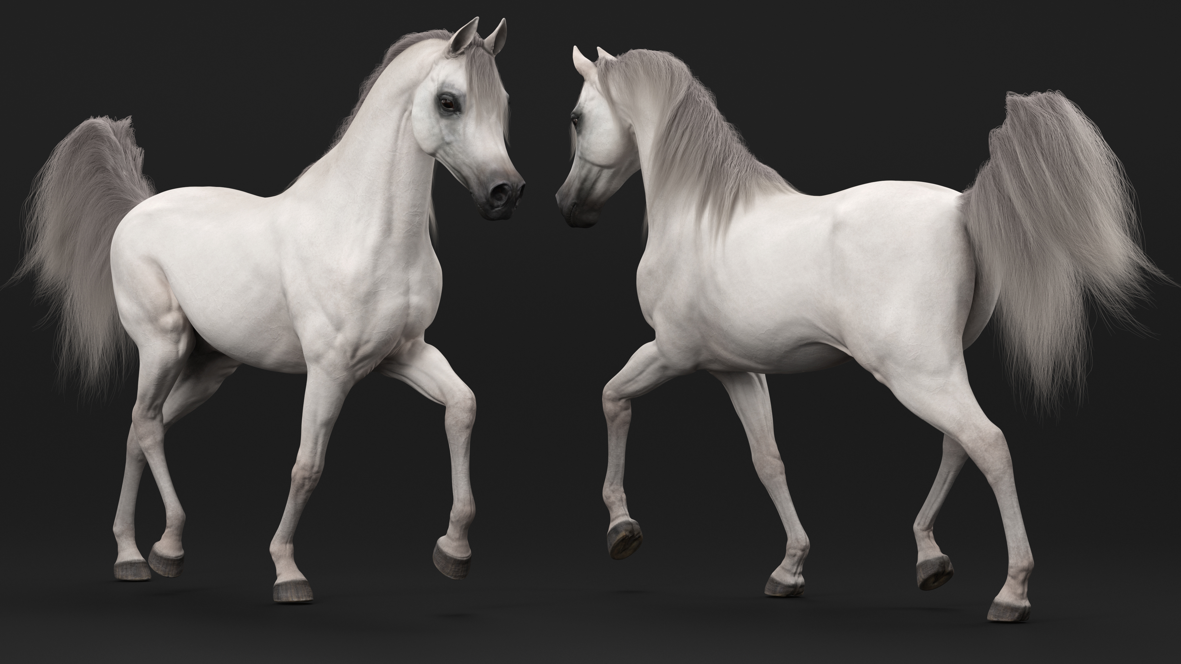 3D Walking Arabian Horse White Fur