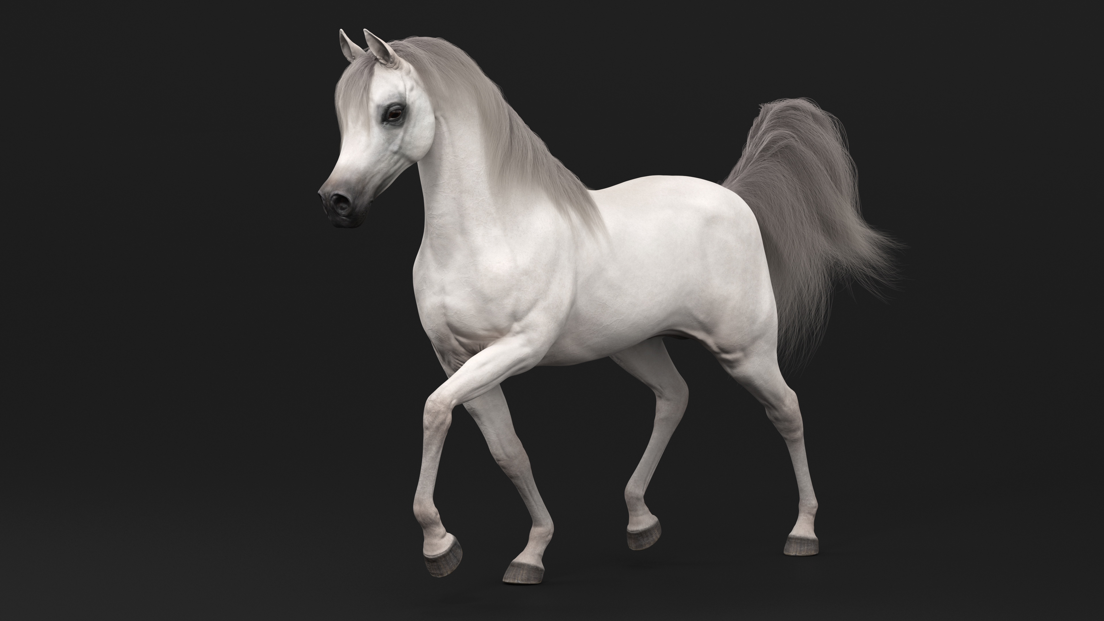 3D Walking Arabian Horse White Fur