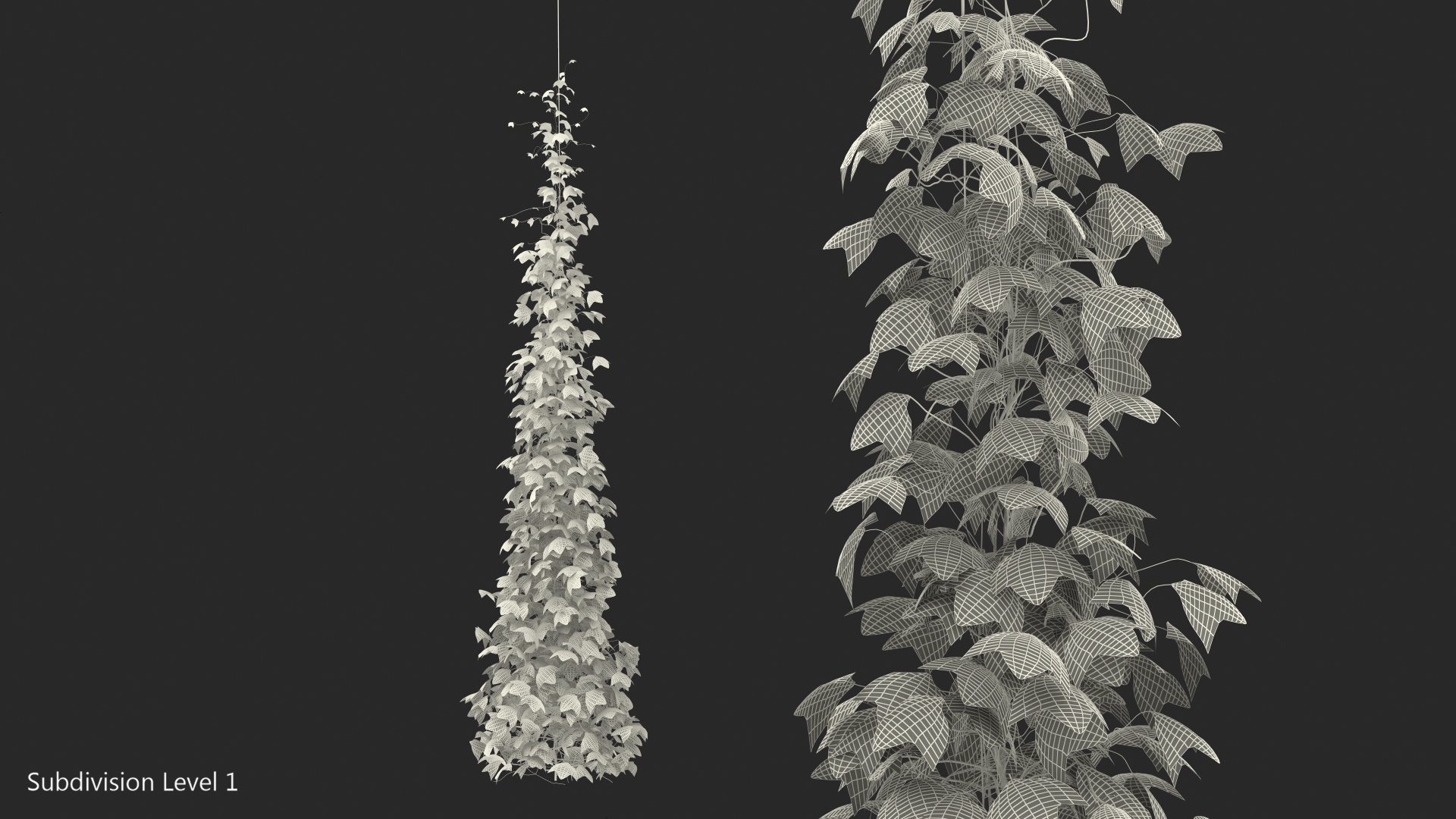 3D Growing Green Hop Plant model