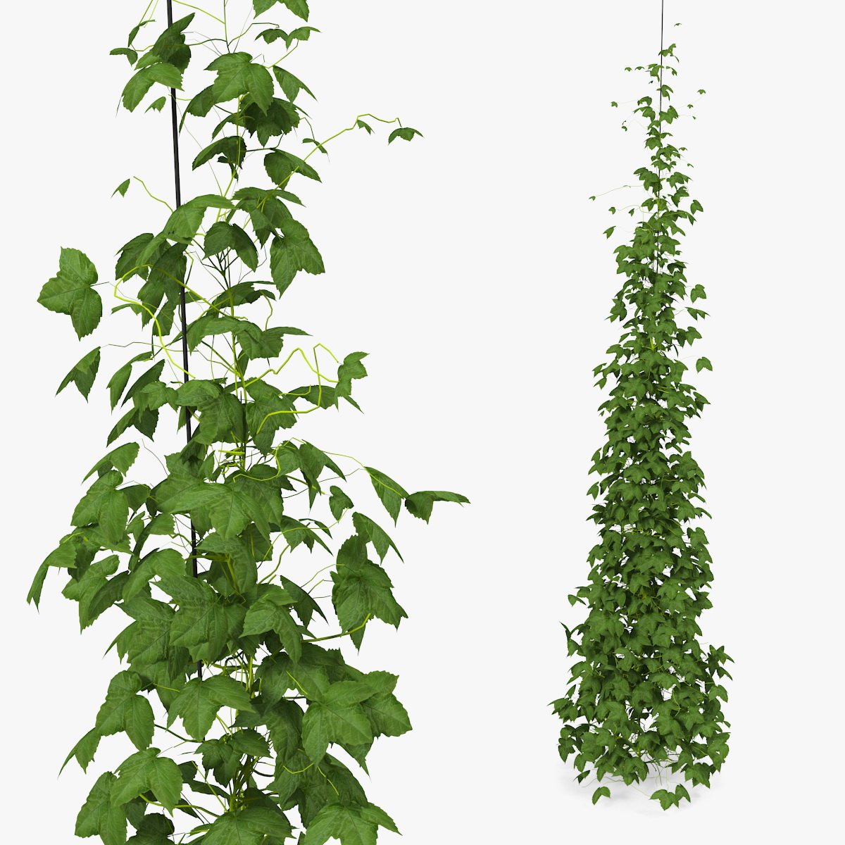 Growing Green Hop Plant