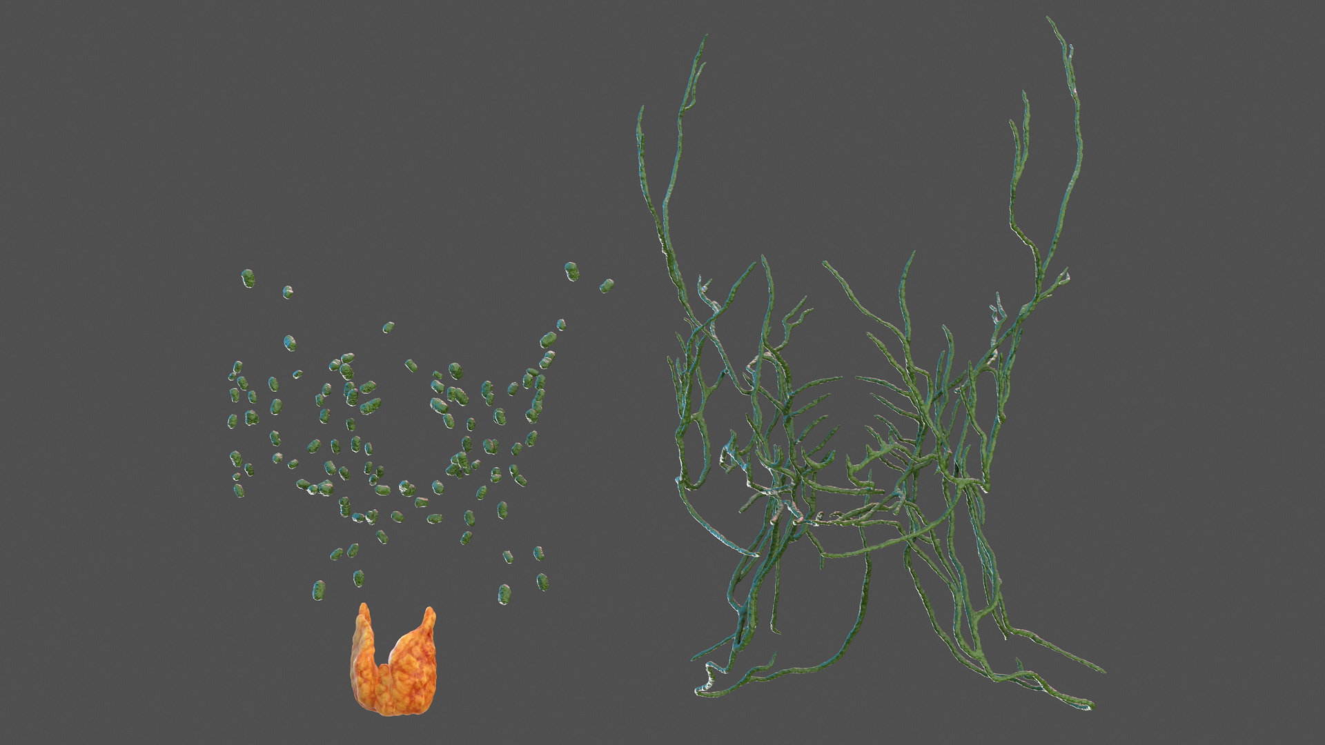 Human Head Lymphatic System 3D