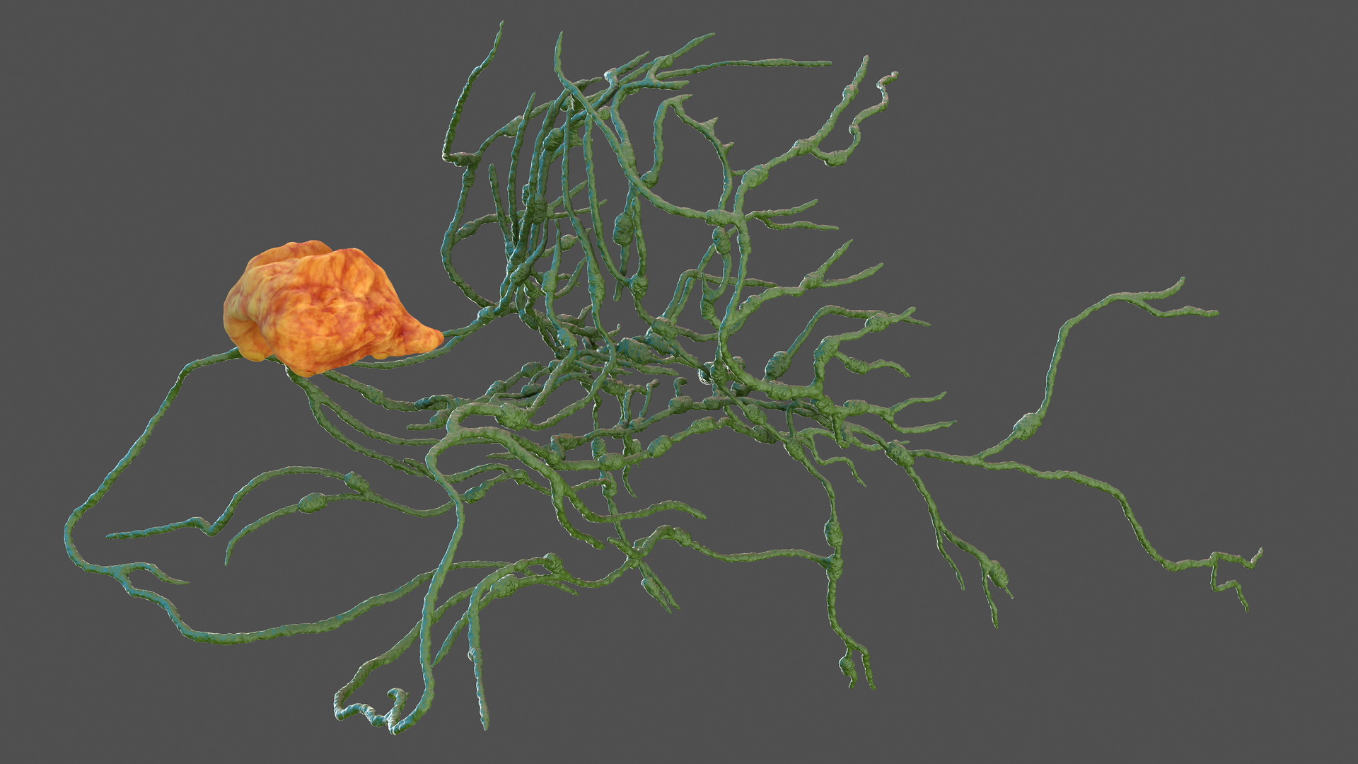 Human Head Lymphatic System 3D