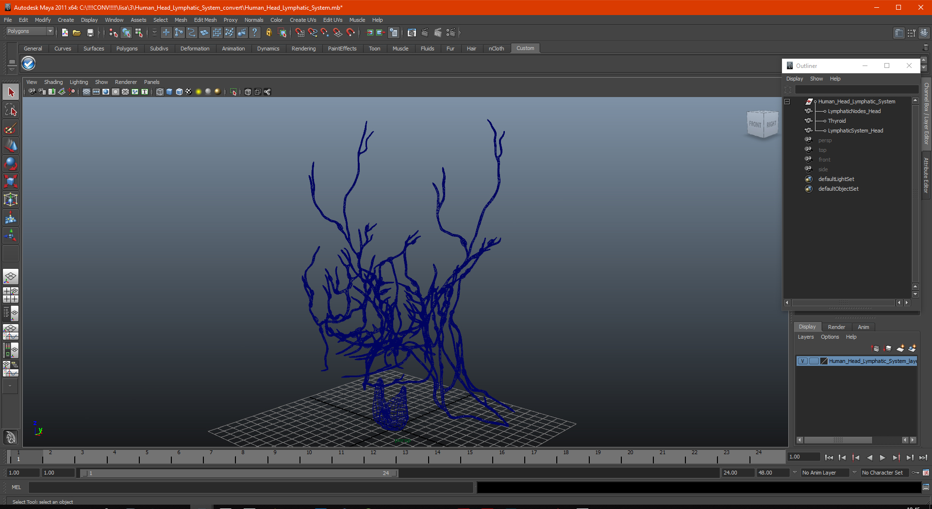 Human Head Lymphatic System 3D