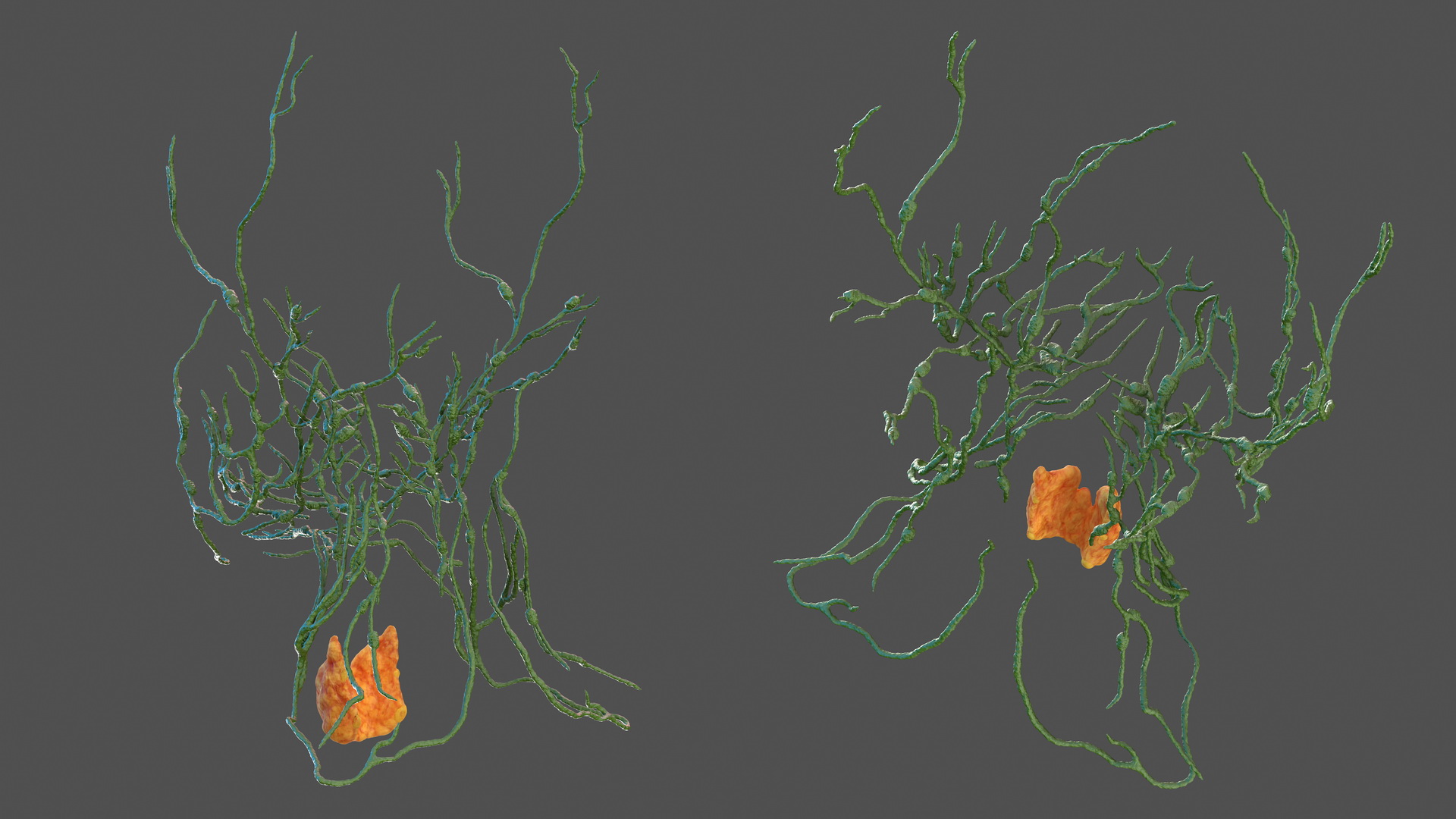 Human Head Lymphatic System 3D