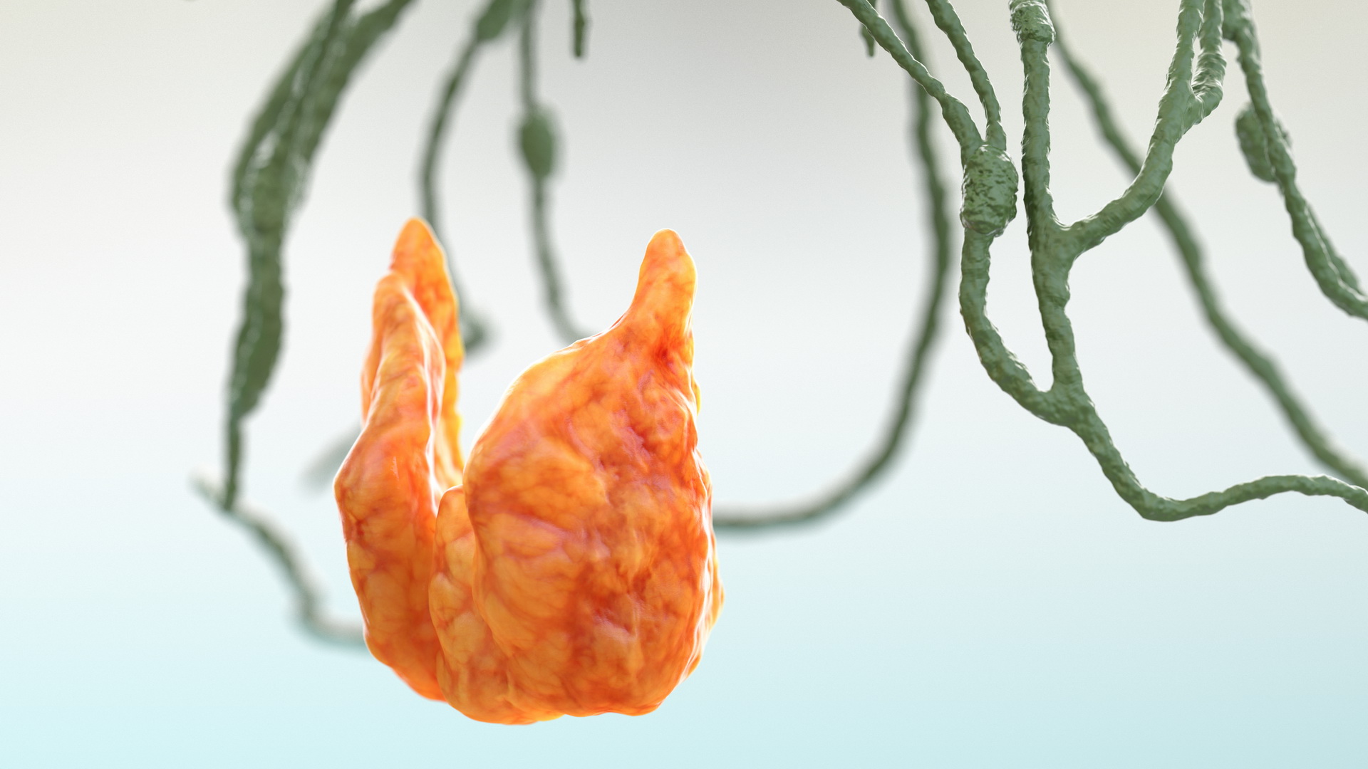 Human Head Lymphatic System 3D