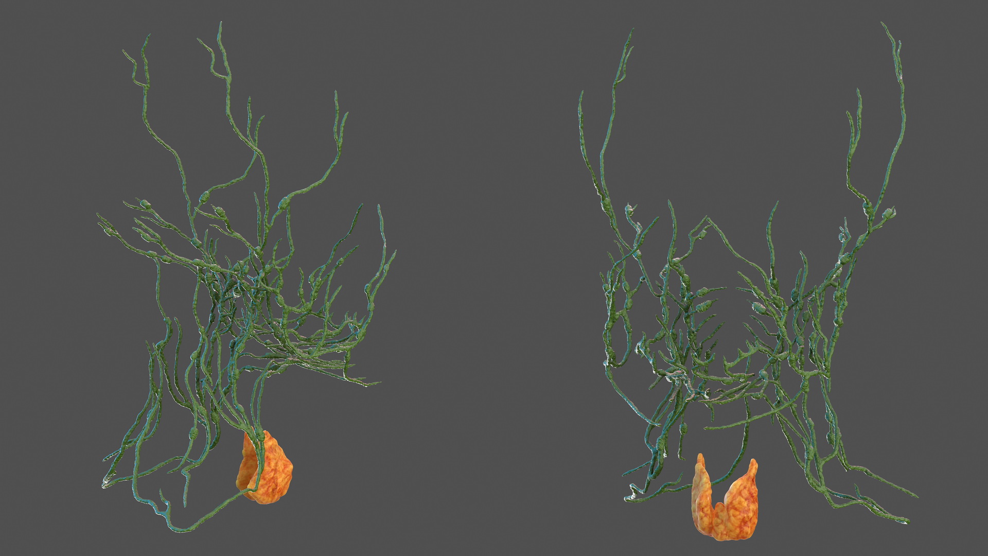 Human Head Lymphatic System 3D