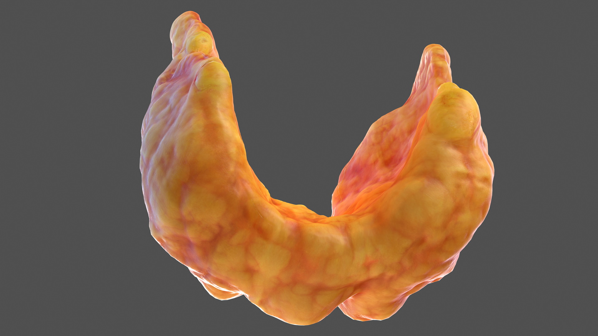3D Human Thyroid model
