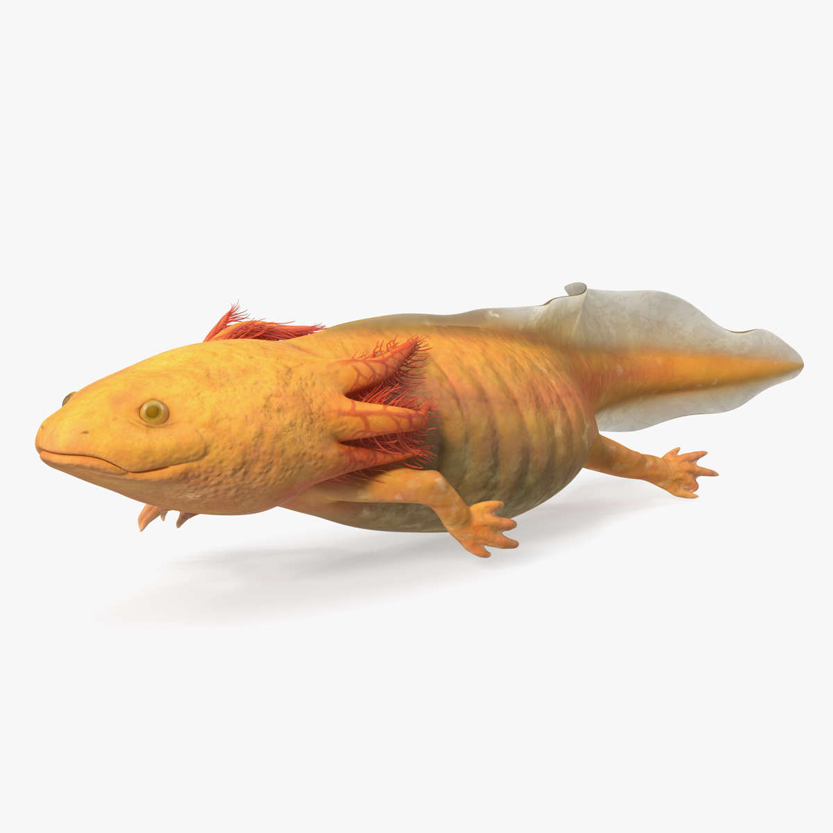 3D model Gold Albino Axolotl Rigged for Maya