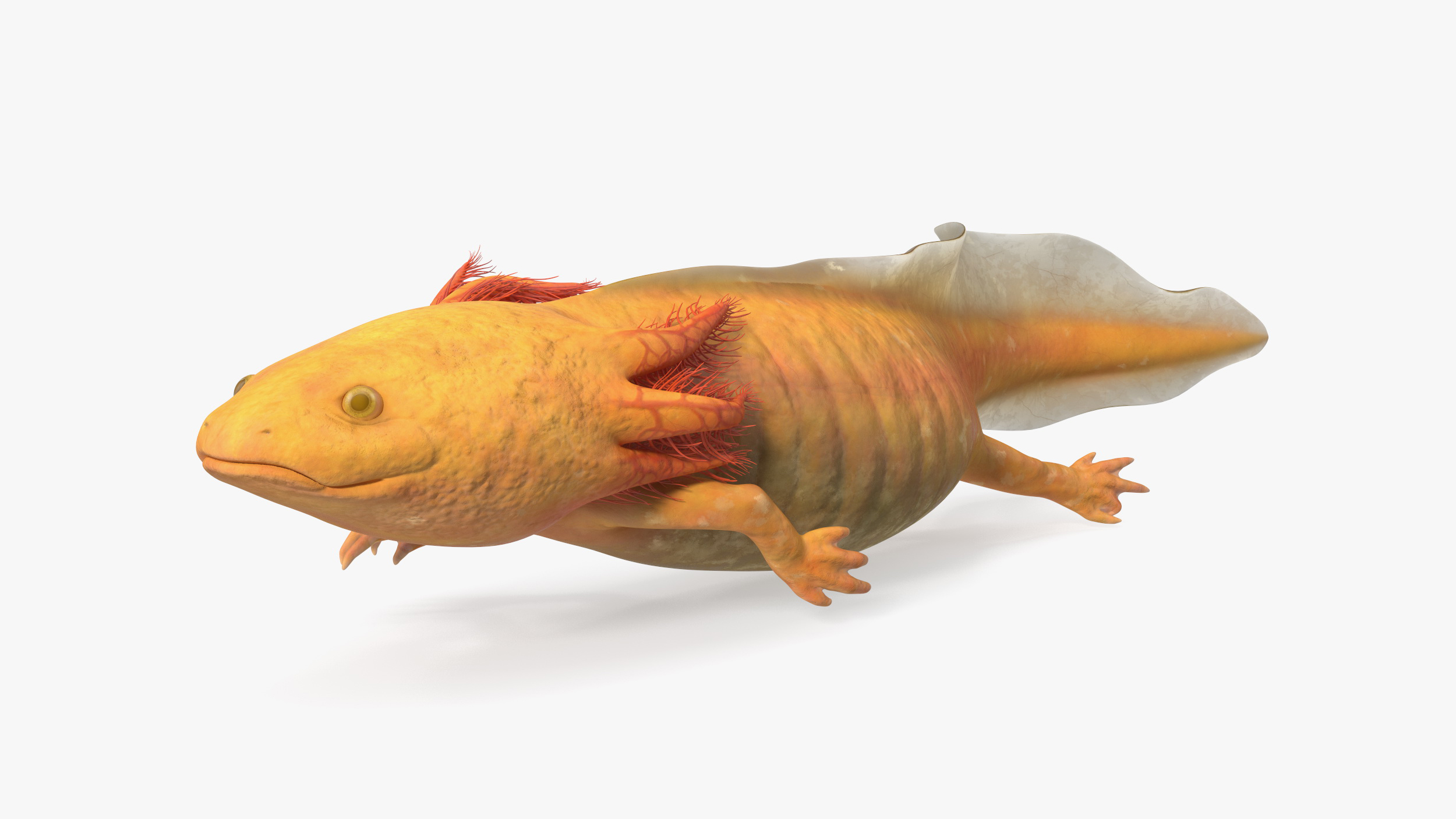 3D model Gold Albino Axolotl Rigged for Maya