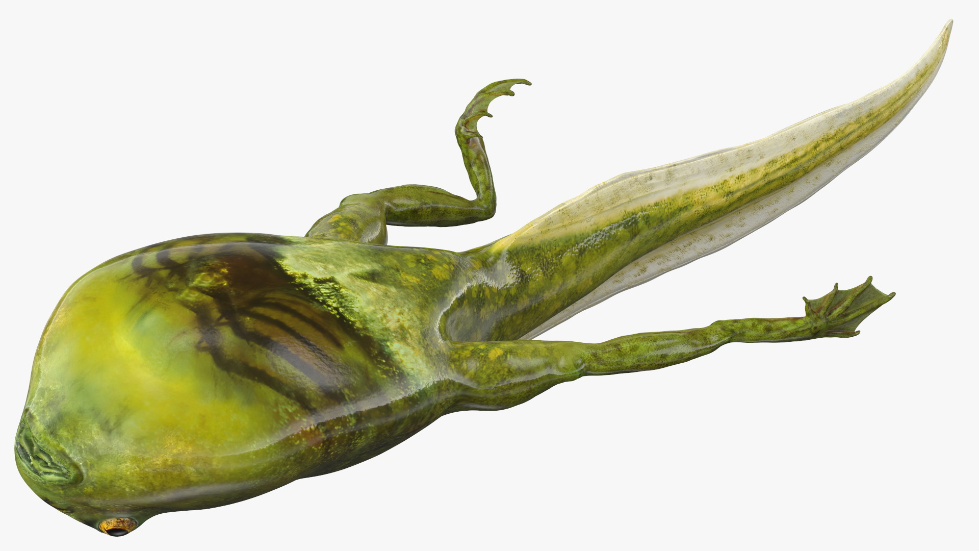 Tadpole with Legs 3D