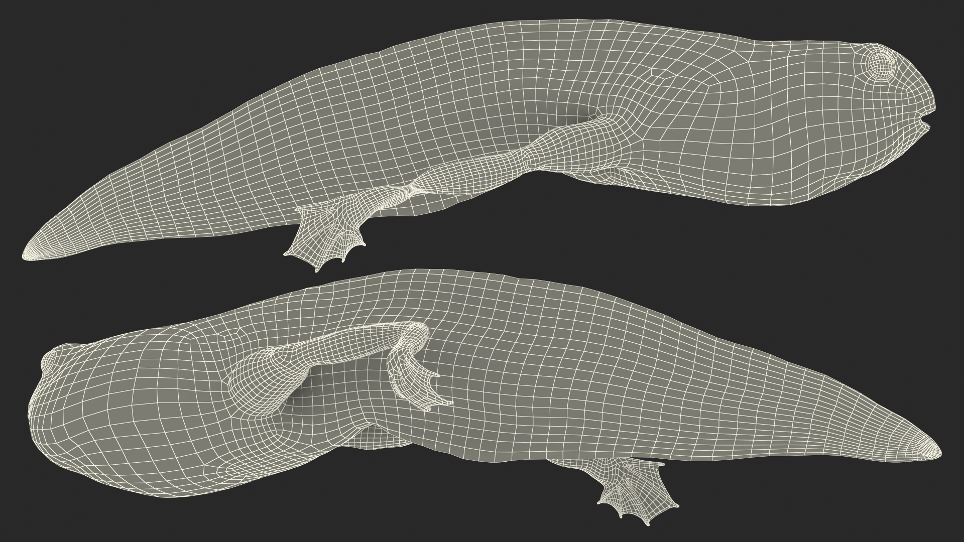 Tadpole with Legs 3D