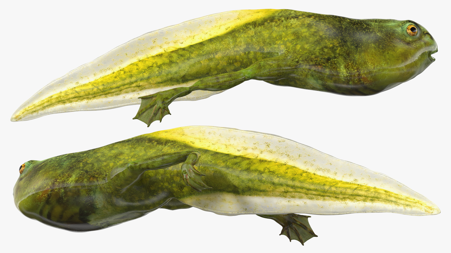 Tadpole with Legs 3D