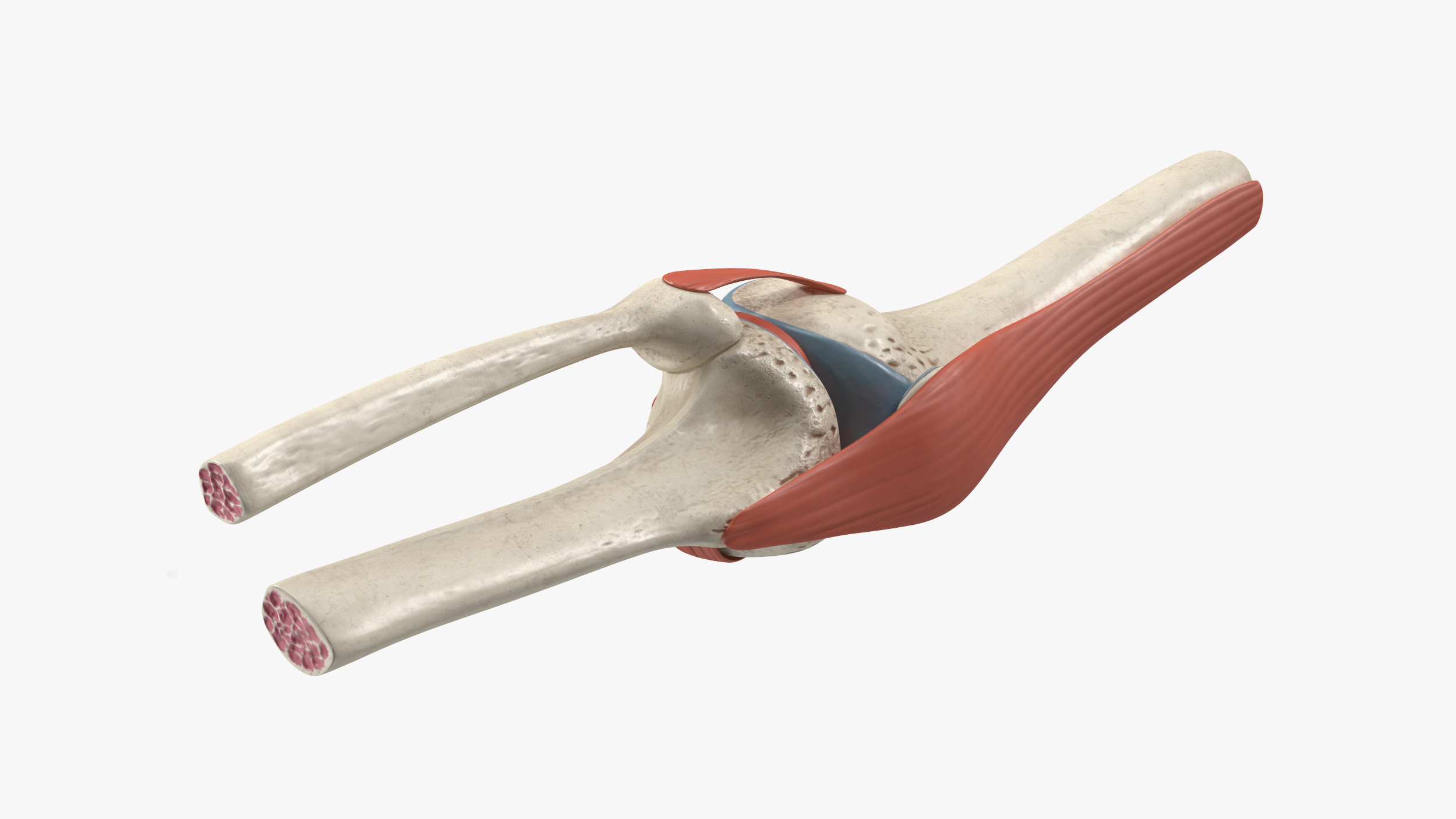 Knee Joint Model Rigged for Maya 3D
