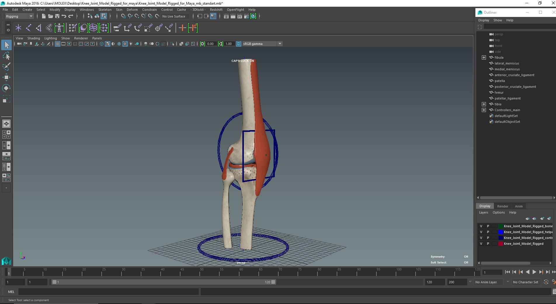 Knee Joint Model Rigged for Maya 3D