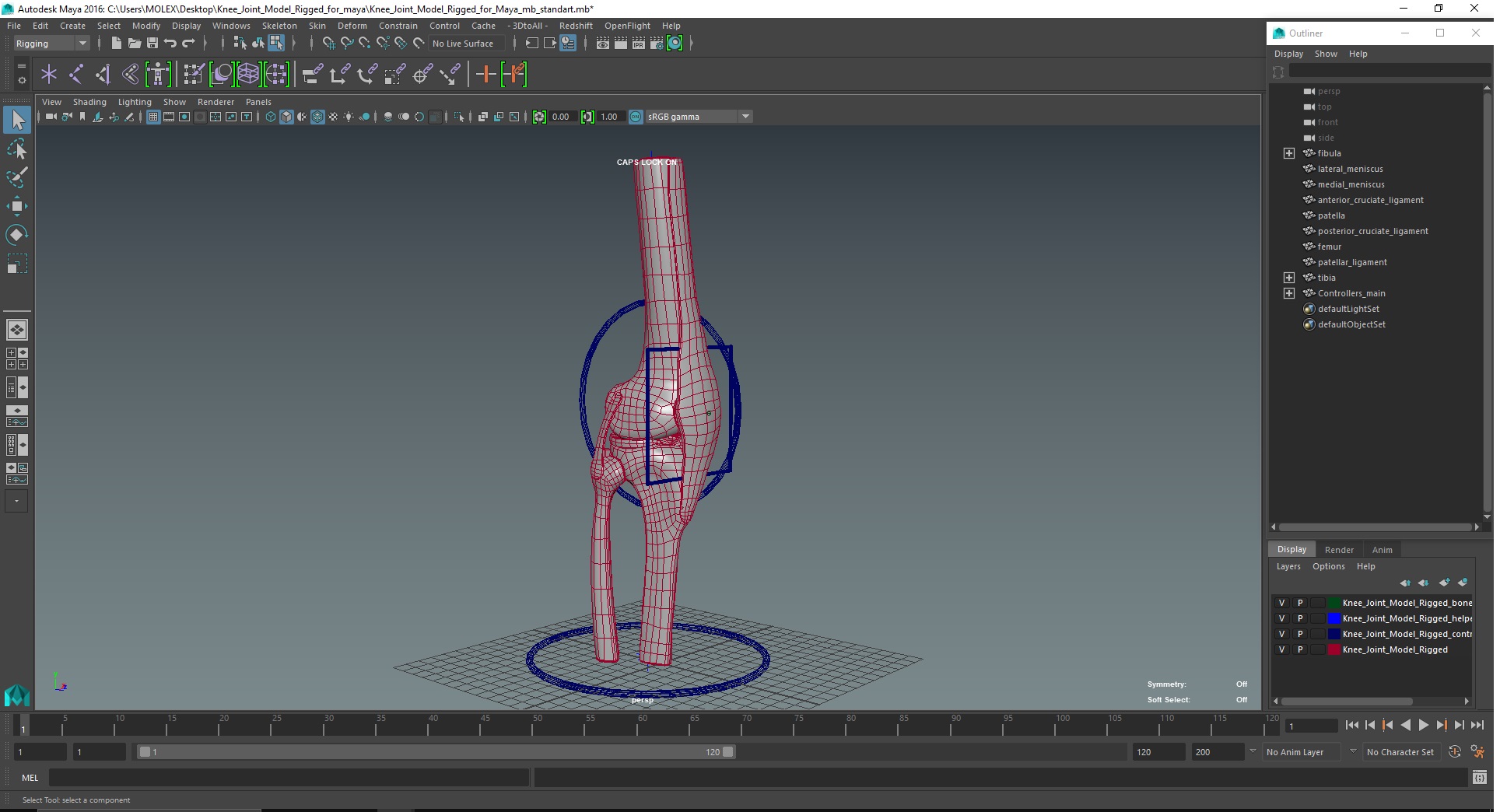Knee Joint Model Rigged for Maya 3D