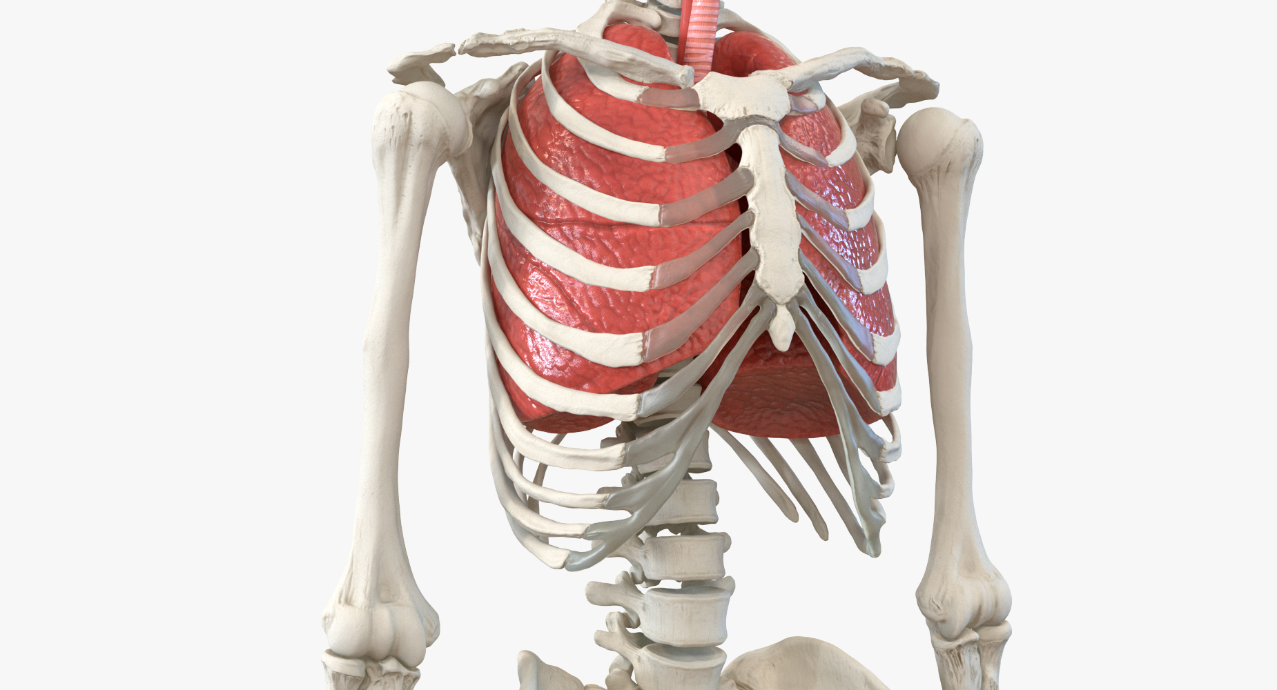 3D Human Male Skeleton with Respiratory System model