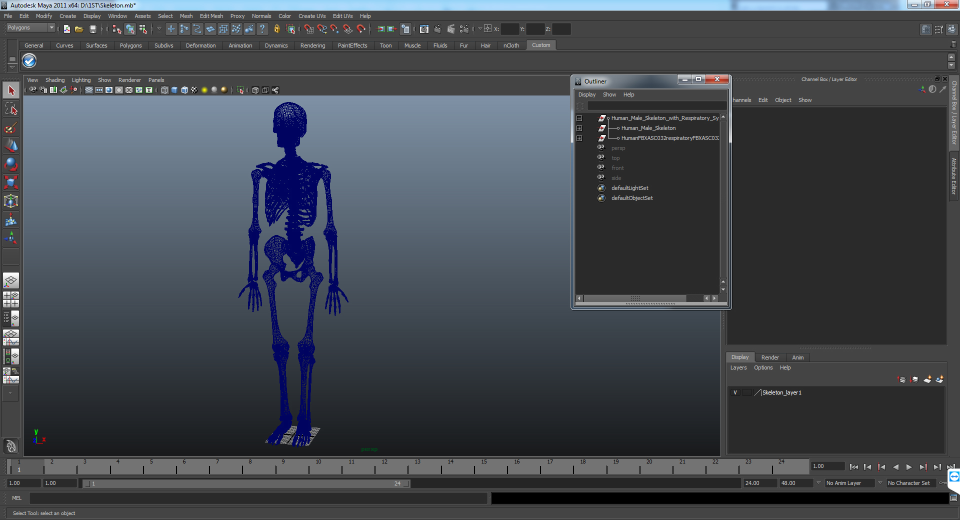 3D Human Male Skeleton with Respiratory System model