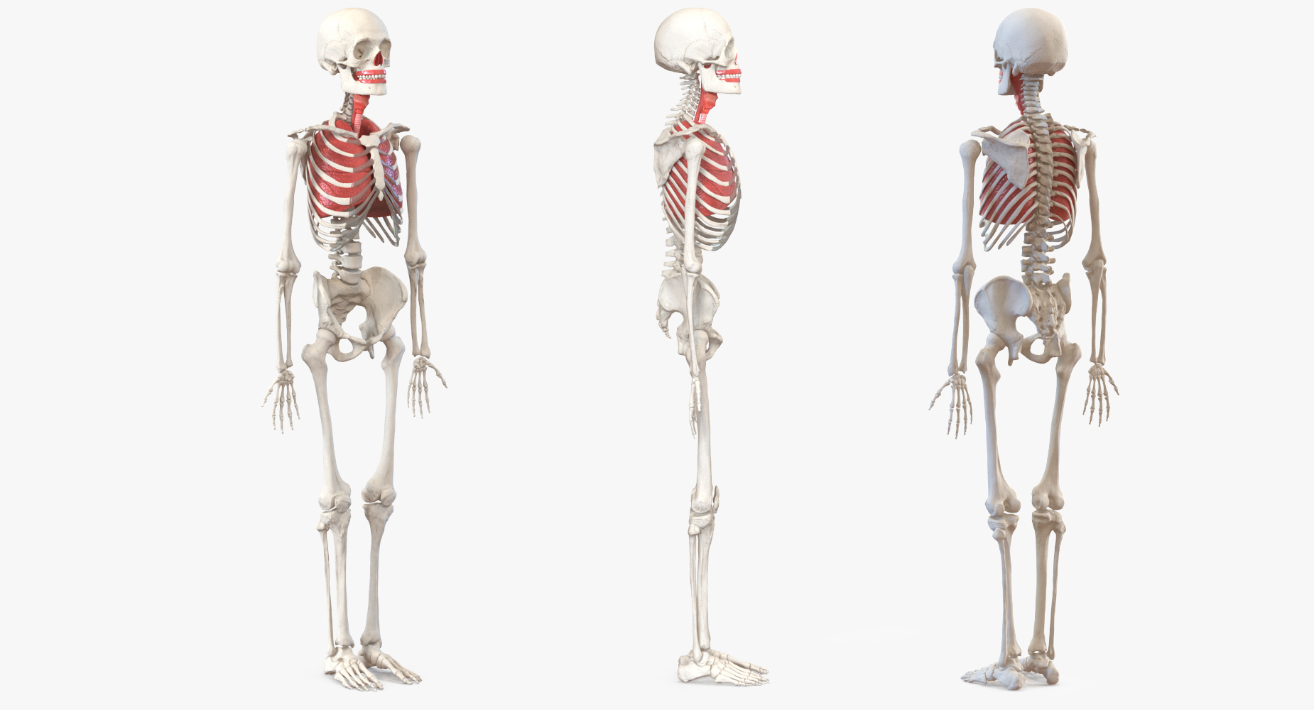 3D Human Male Skeleton with Respiratory System model