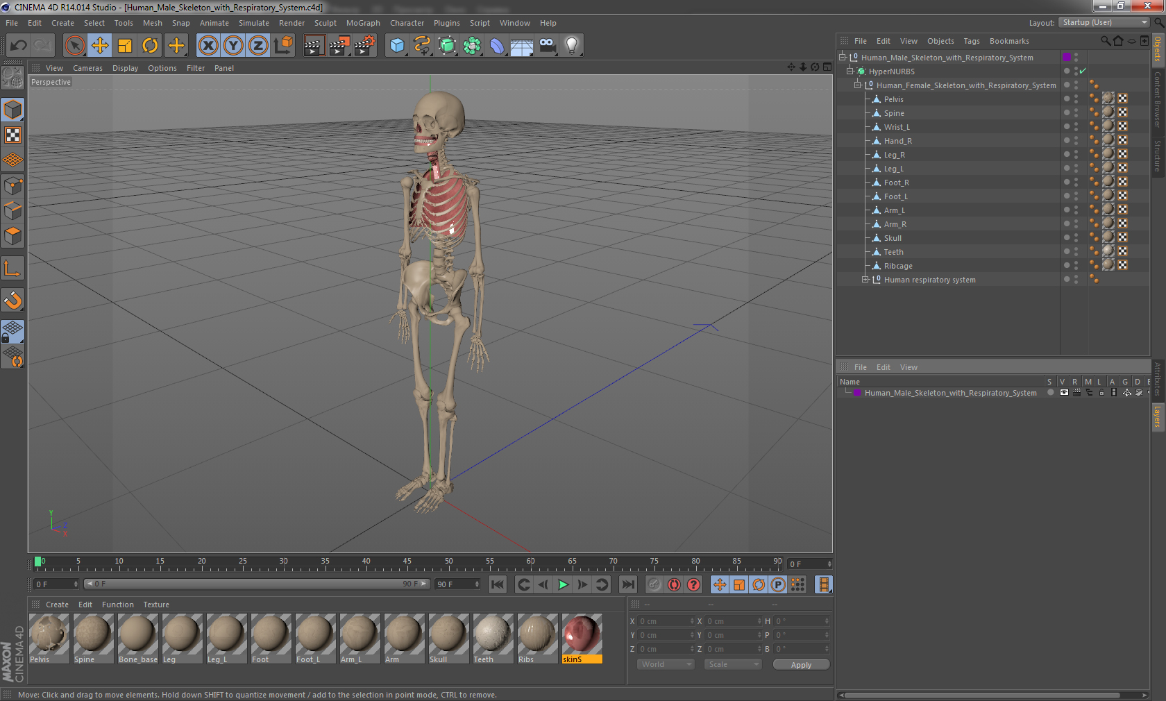 3D Human Male Skeleton with Respiratory System model