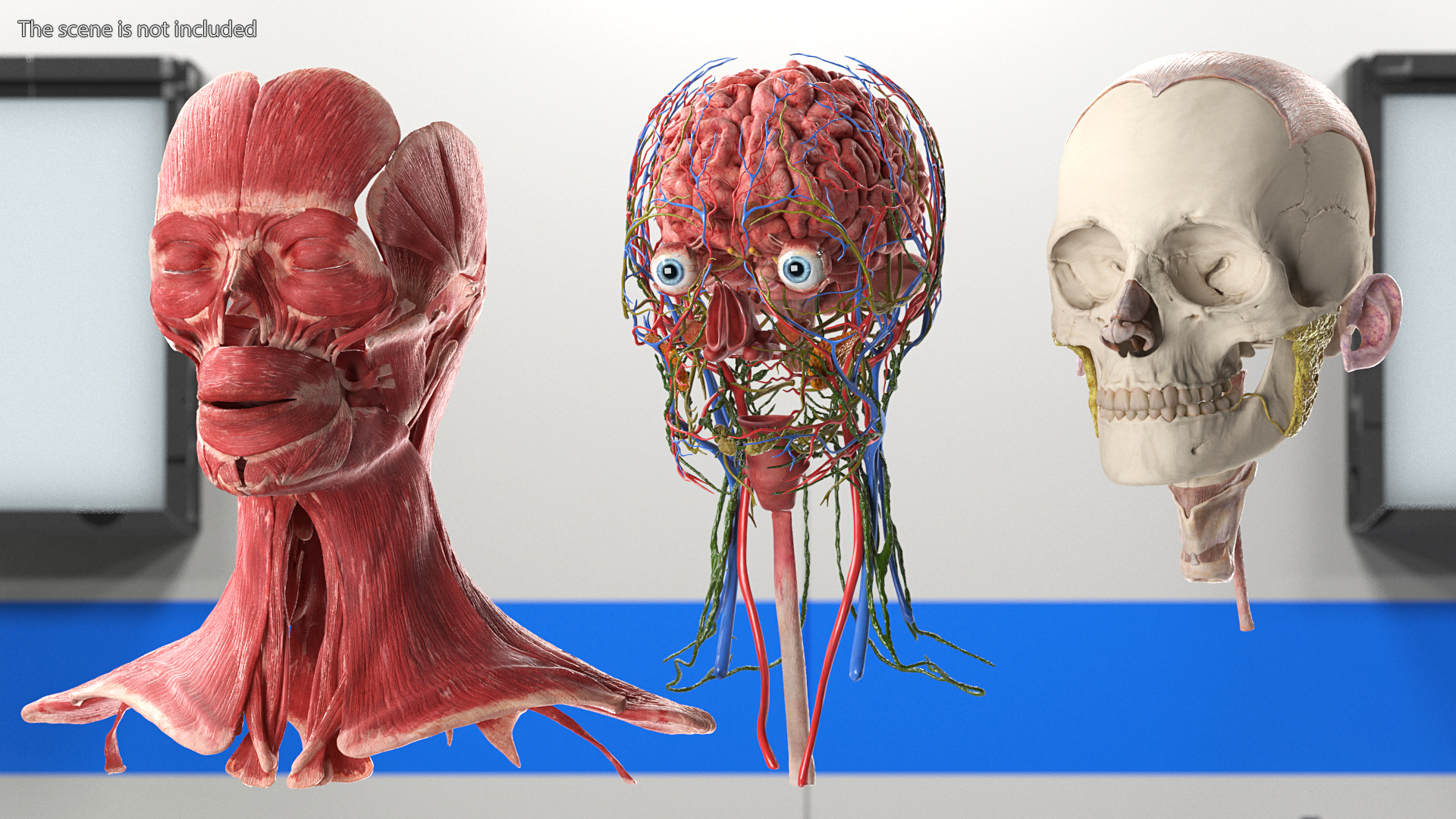 3D Female Full Body Anatomy Skinless model