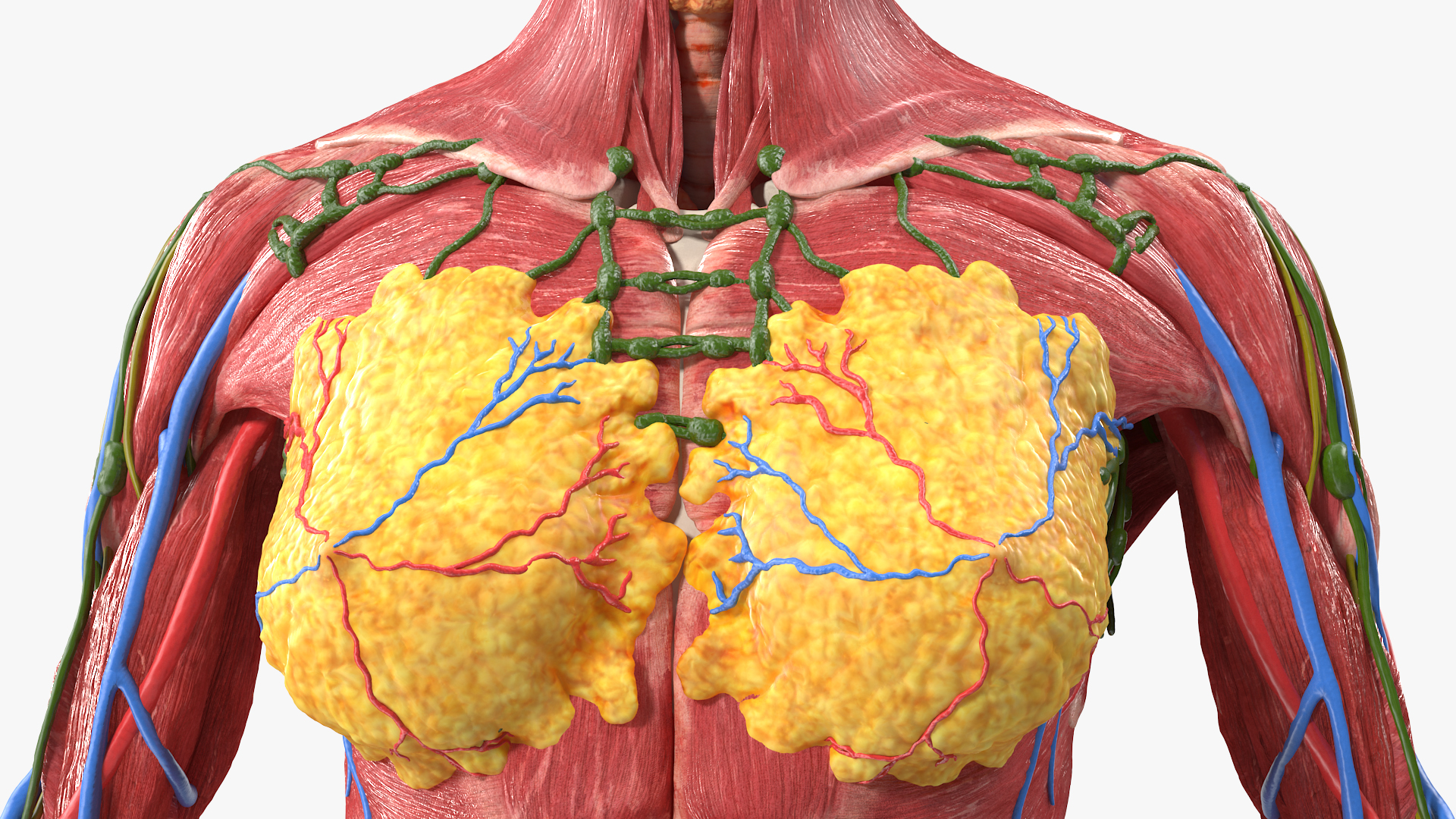3D Female Full Body Anatomy Skinless model