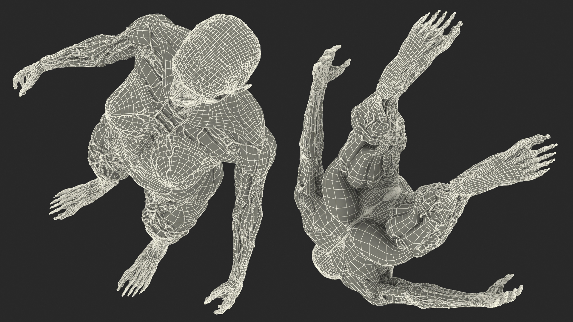 3D Female Full Body Anatomy Skinless model