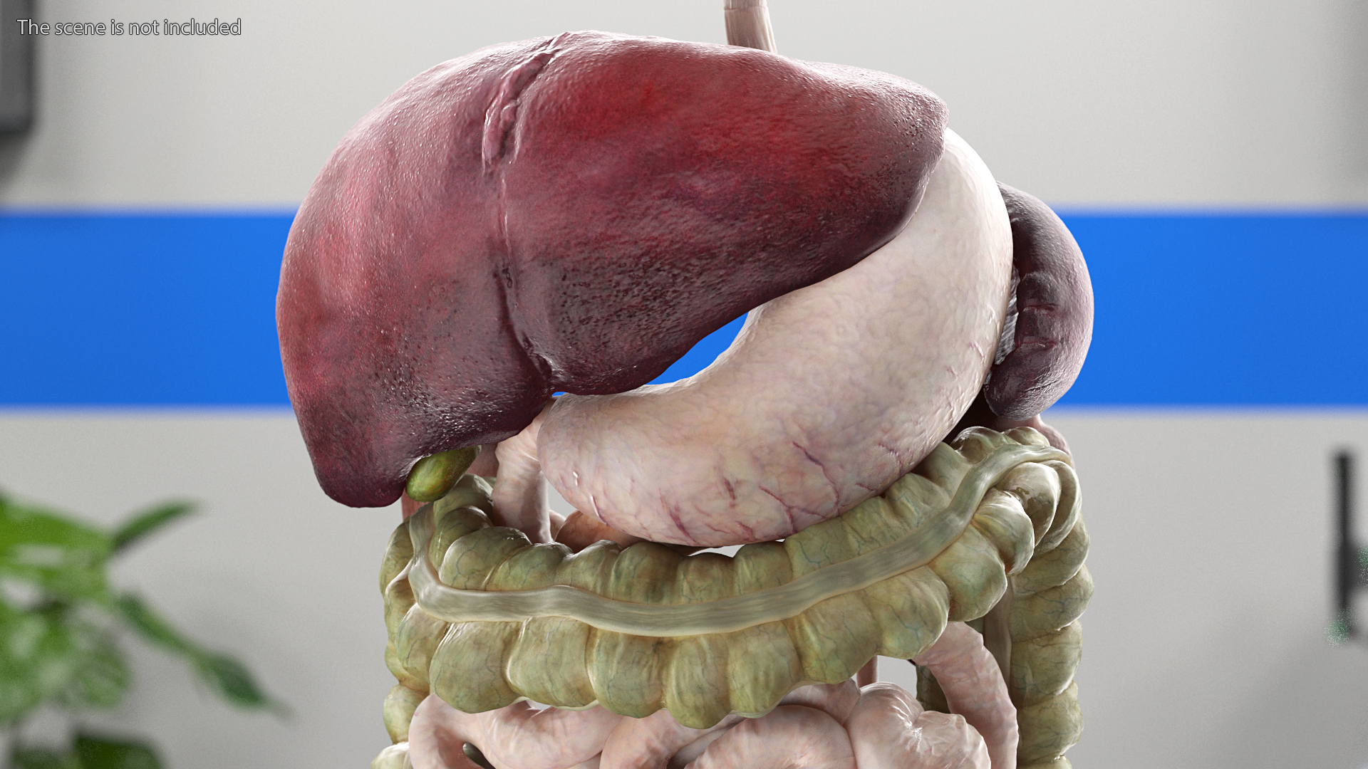 3D Female Full Body Anatomy Skinless model