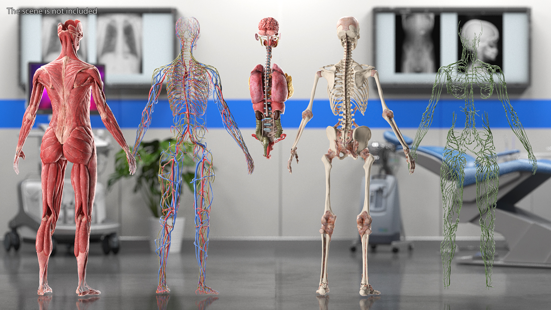 3D Female Full Body Anatomy Skinless model