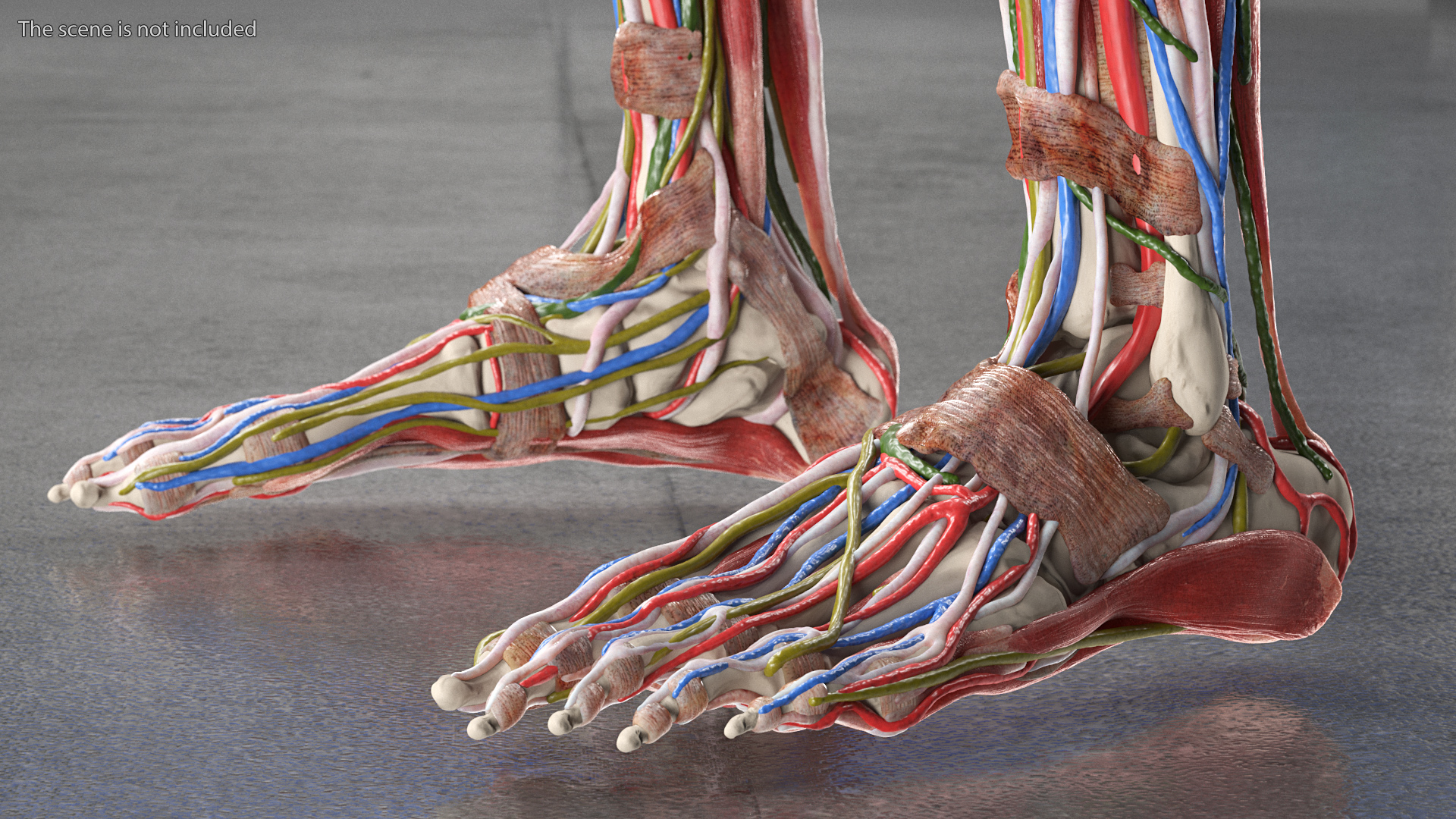 3D Female Full Body Anatomy Skinless model