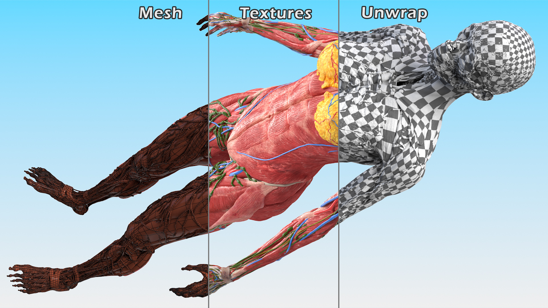 3D Female Full Body Anatomy Skinless model