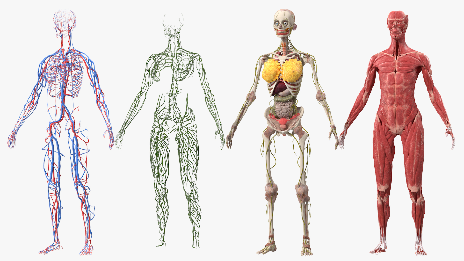 3D Female Full Body Anatomy Skinless model